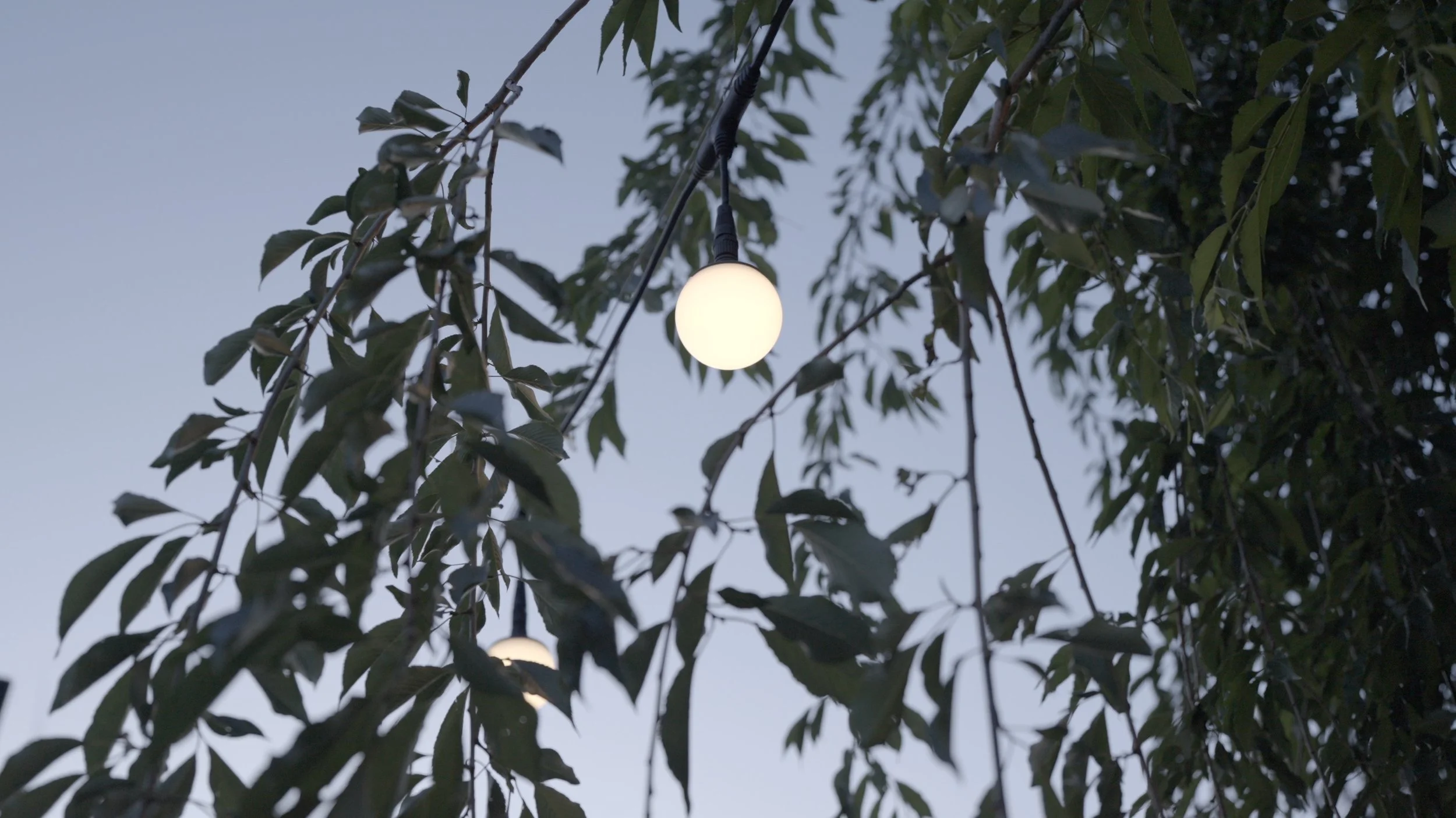 String of round outdoor Patio lighting hanging among tree branches with leaves, illuminated at dusk or evening.