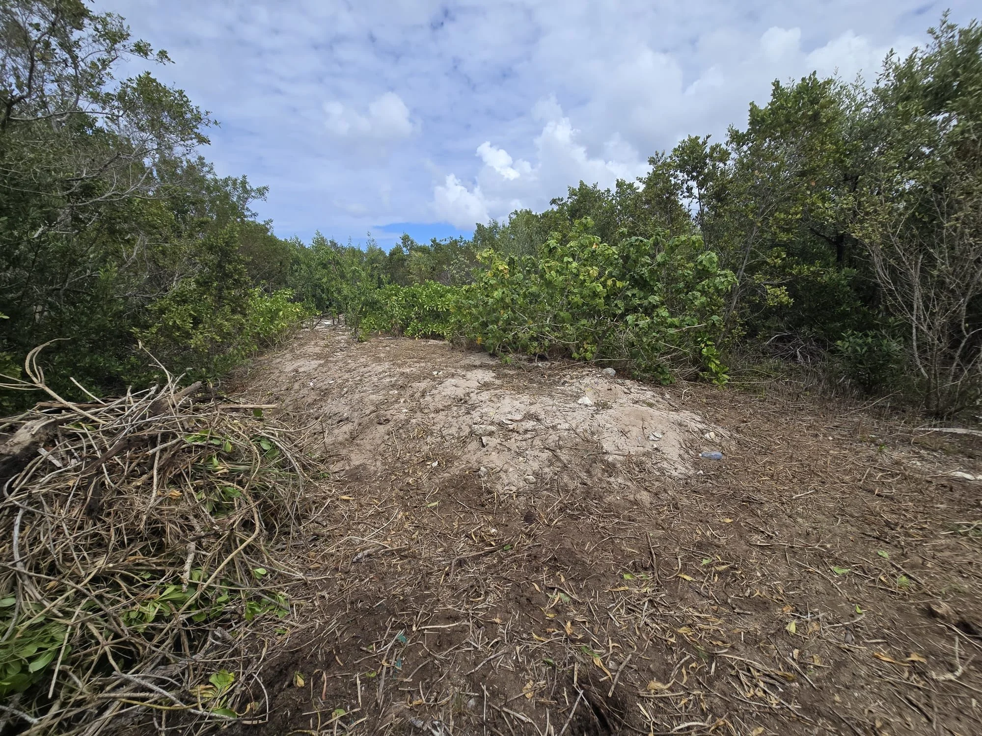 Clearing the land