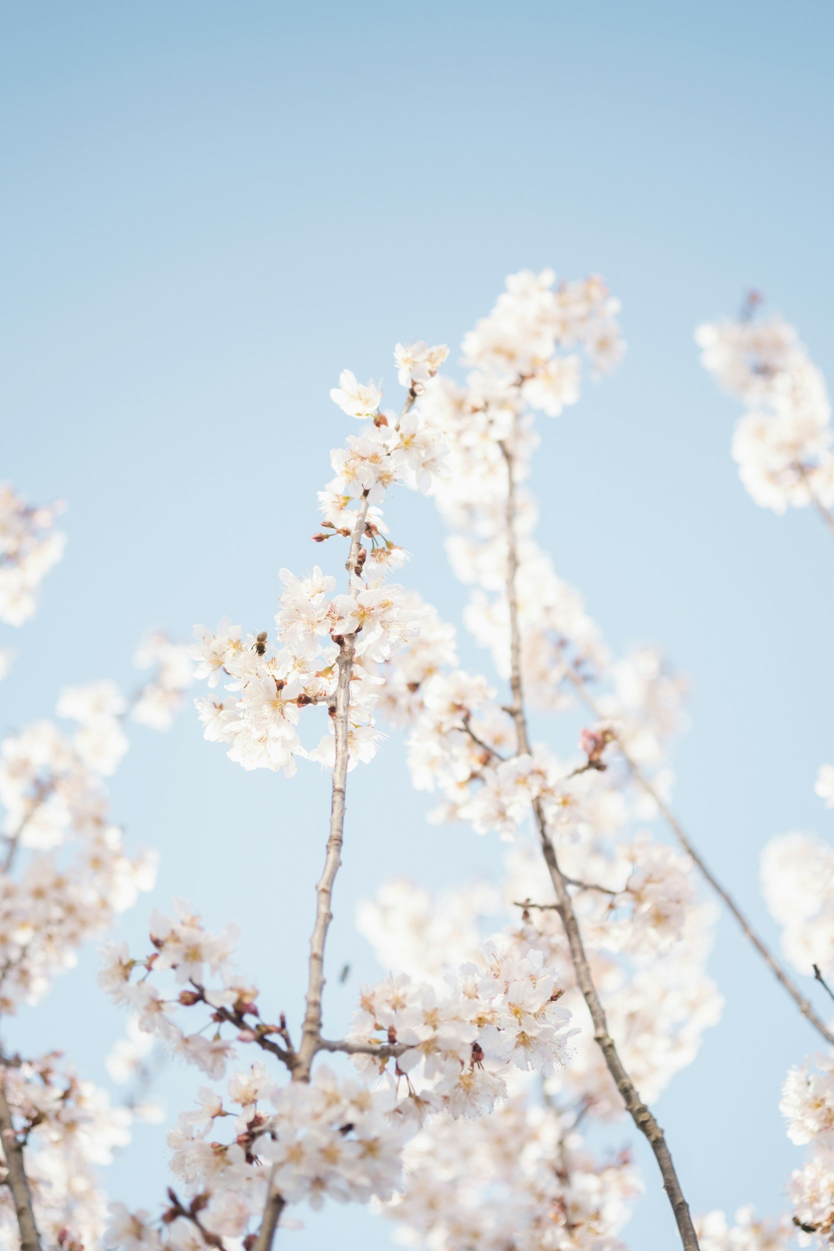 Weiße Kirschblüten an einem Ast gegen einen blauen Himmel.