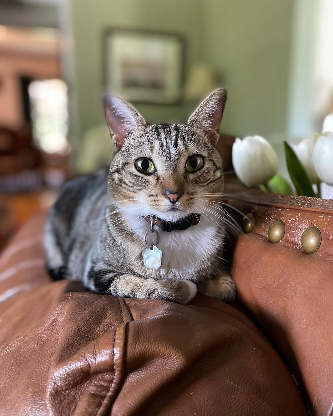 A gray tabby cat with green eyes and a black collar with a white tag, lying on a brown leather surface next to a vase of white tulips in a cozy living room.