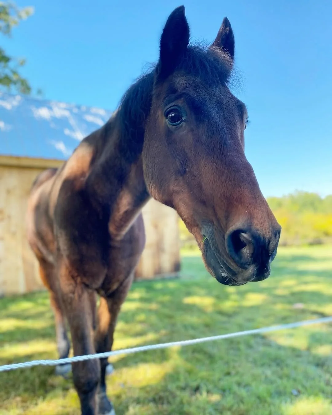 Close-up of a brown horse with dark mane standing behind a white fence, with a background of green grass, trees, a wooden fence, and mountains under a clear blue sky.