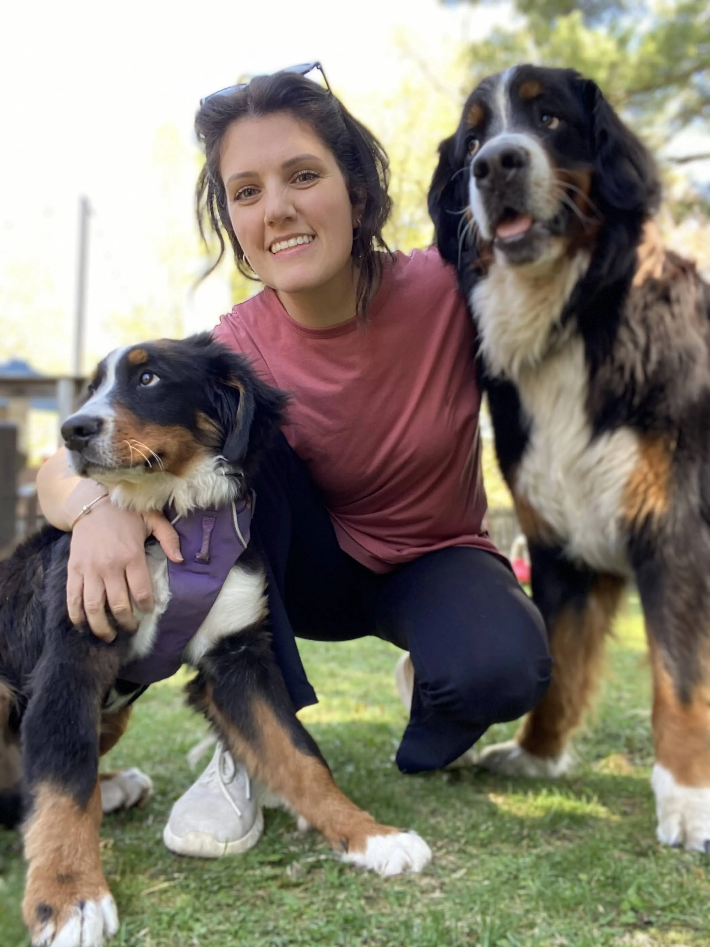 A woman smiling outdoors, kneeling on grass with a puppy in a purple jacket on her lap, and an adult Bernese mountain dog standing next to her.