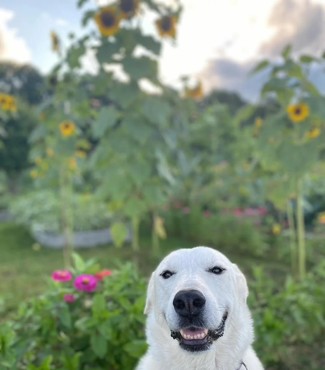 A smiling white dog with a black nose and light brown eyes in a garden with pink flowers and sunflowers in the background.