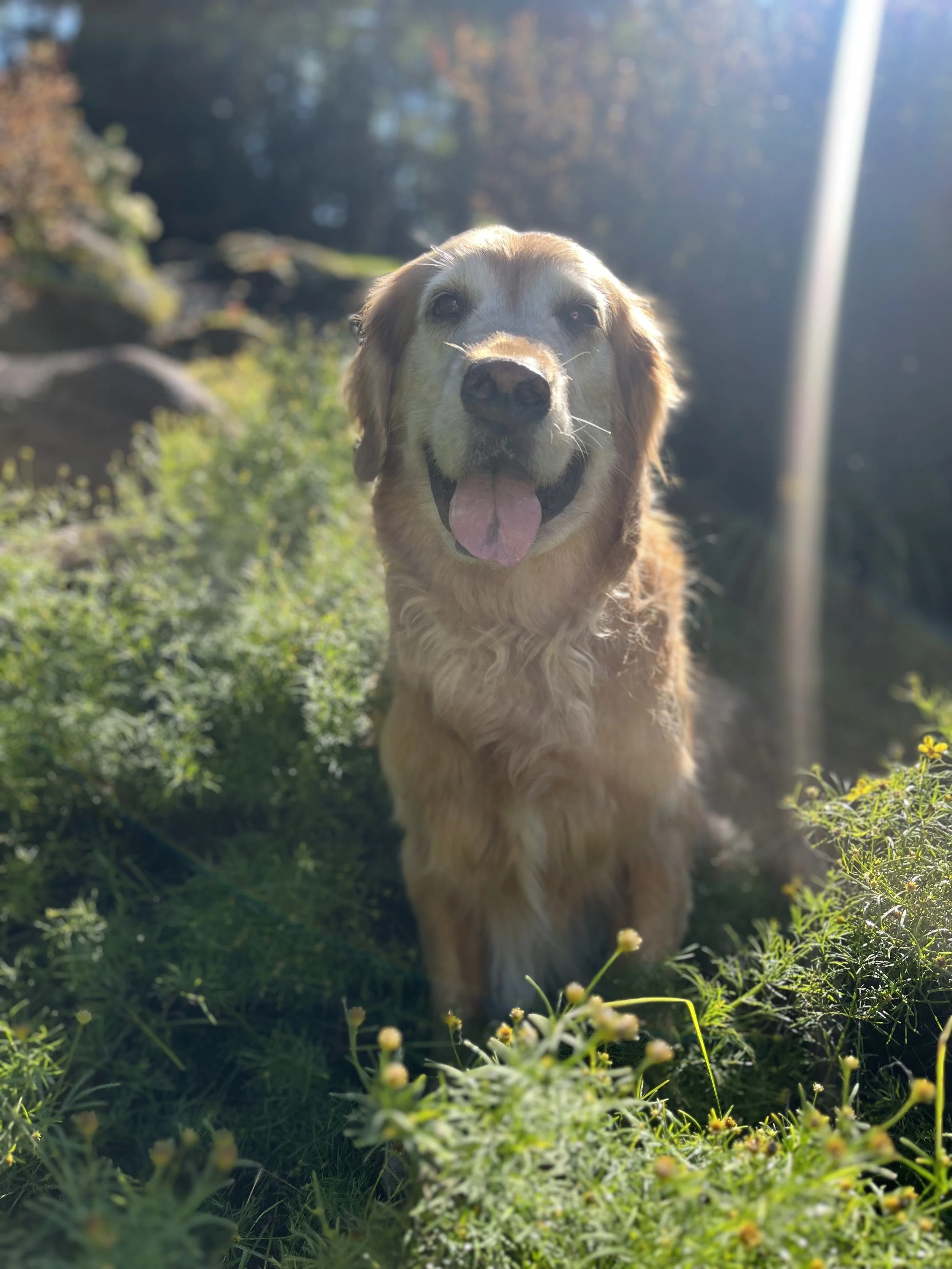 A happy golden retriever sitting outdoors in sunlight with greenery and rocks in the background.
