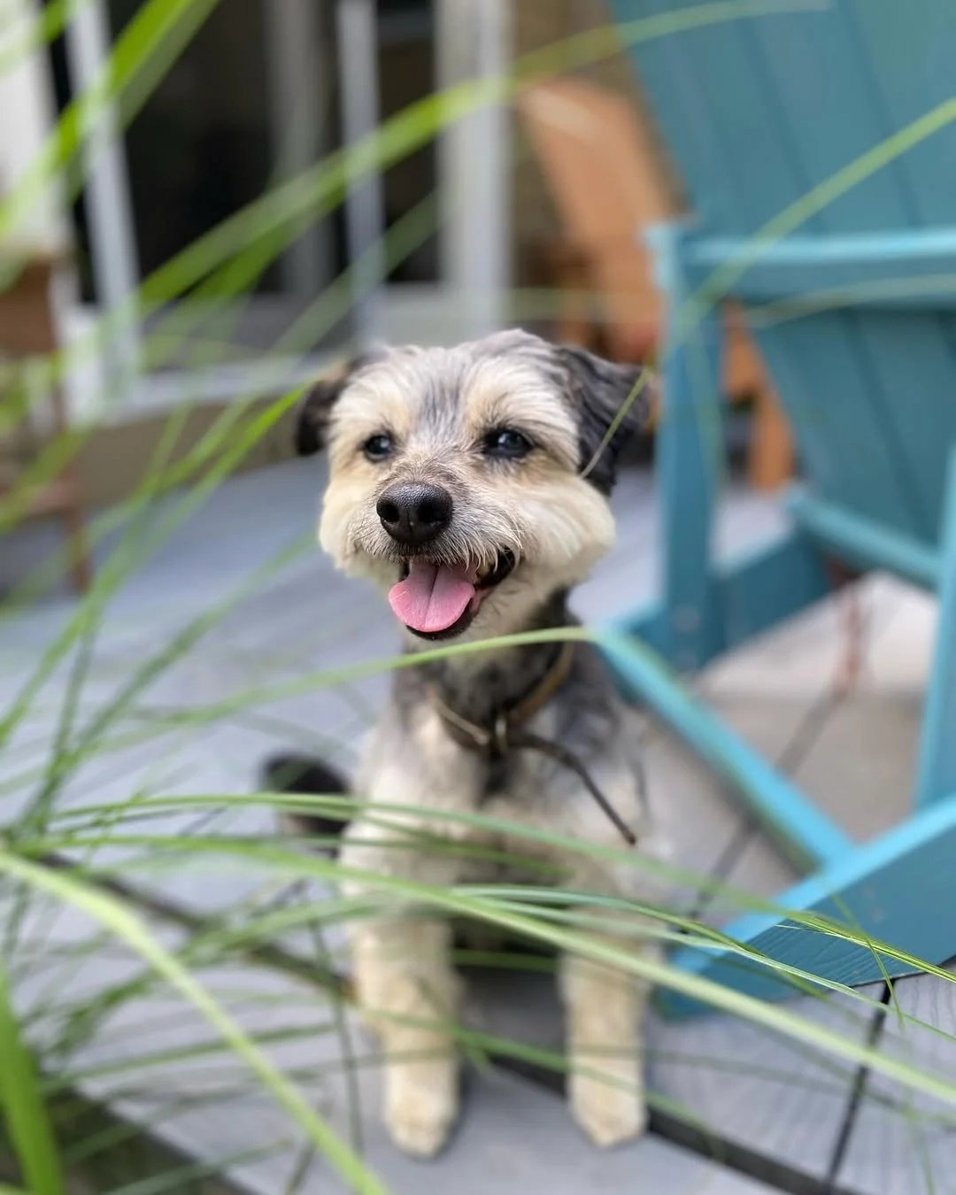 A happy dog with gray and tan fur, sitting on a patio with green plants and blue chairs, panting with its tongue out.