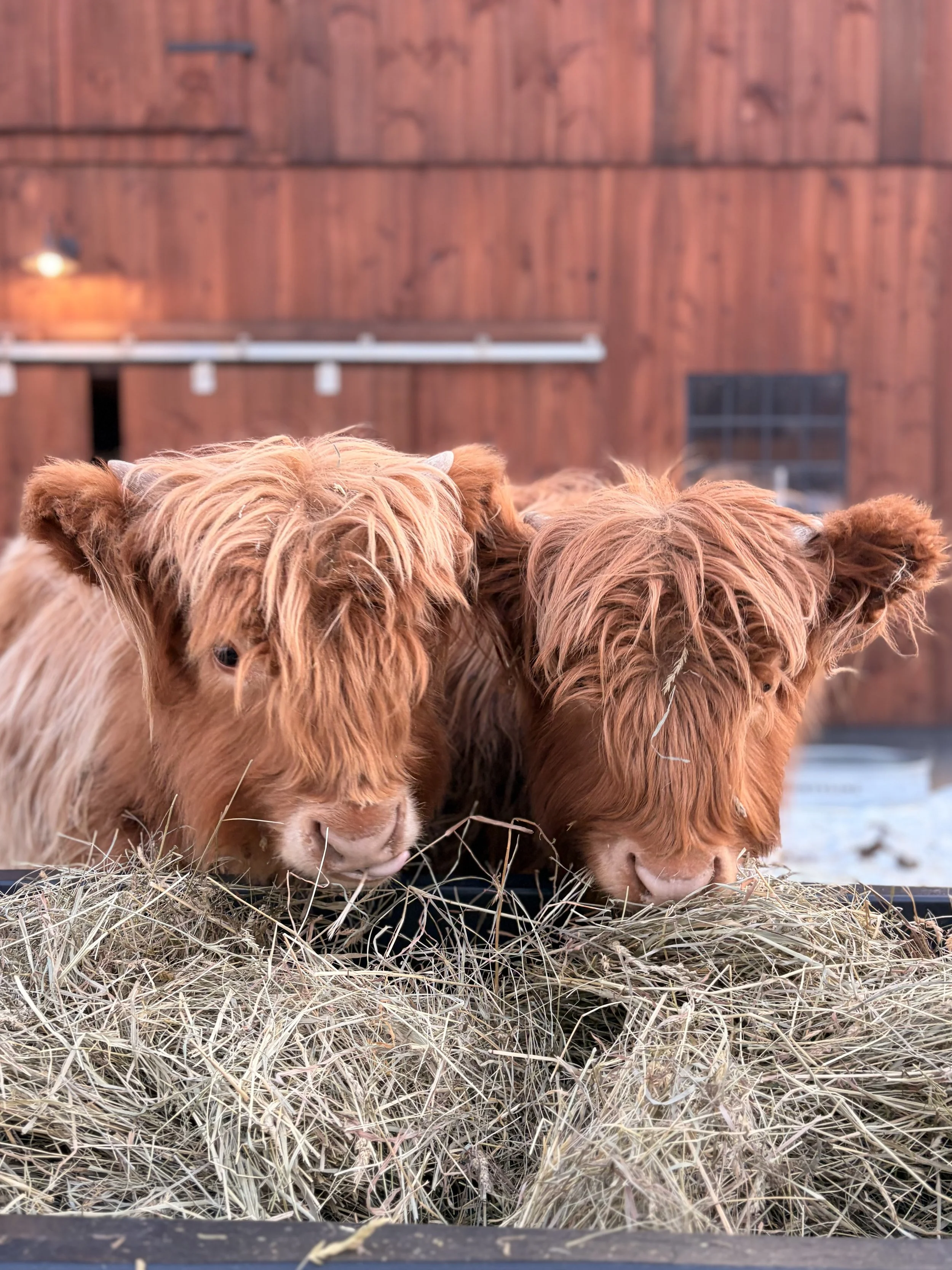 Two Highland cattle calves eating hay in front of a wooden barn.
