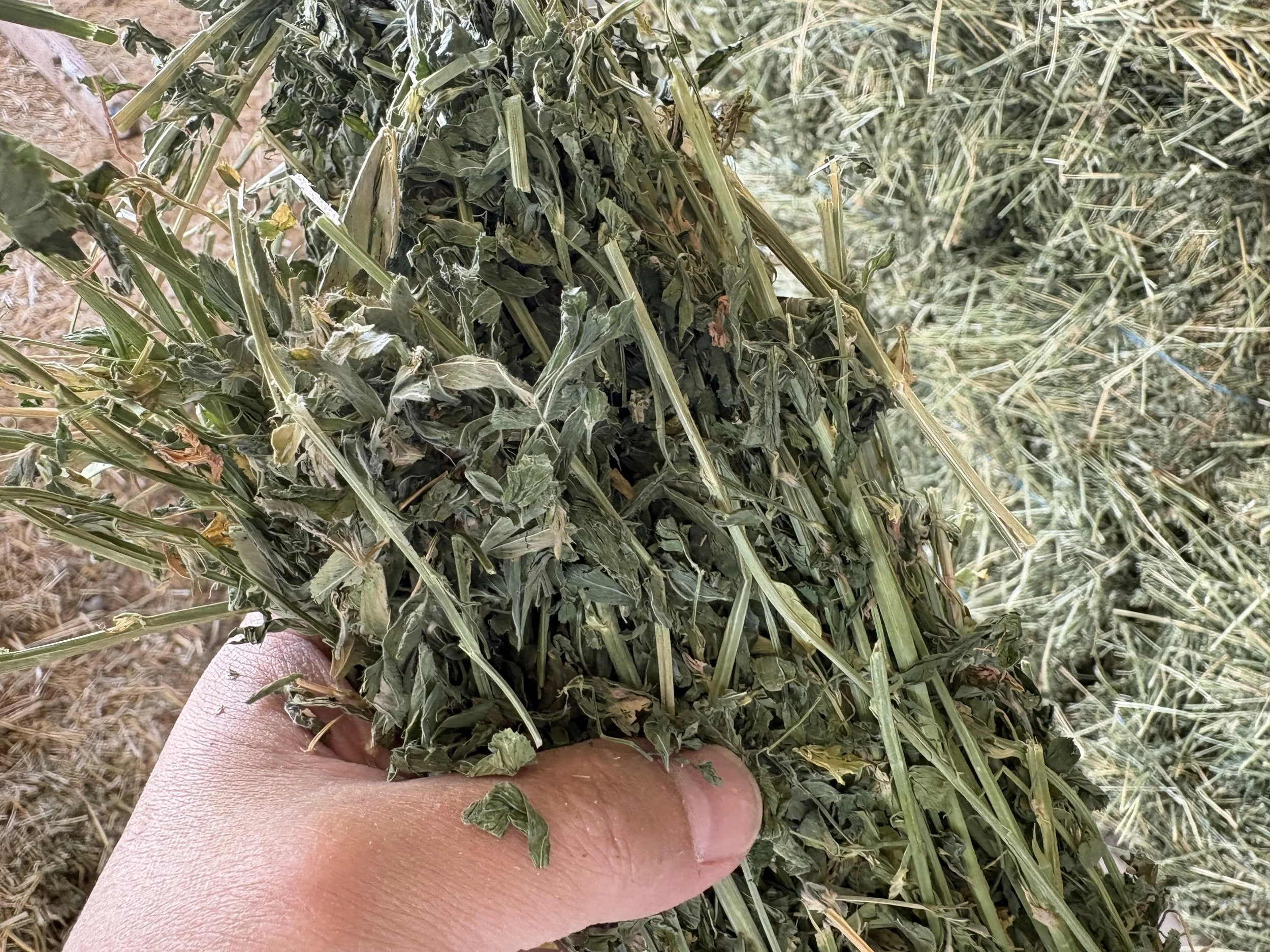 hand shot.jpg