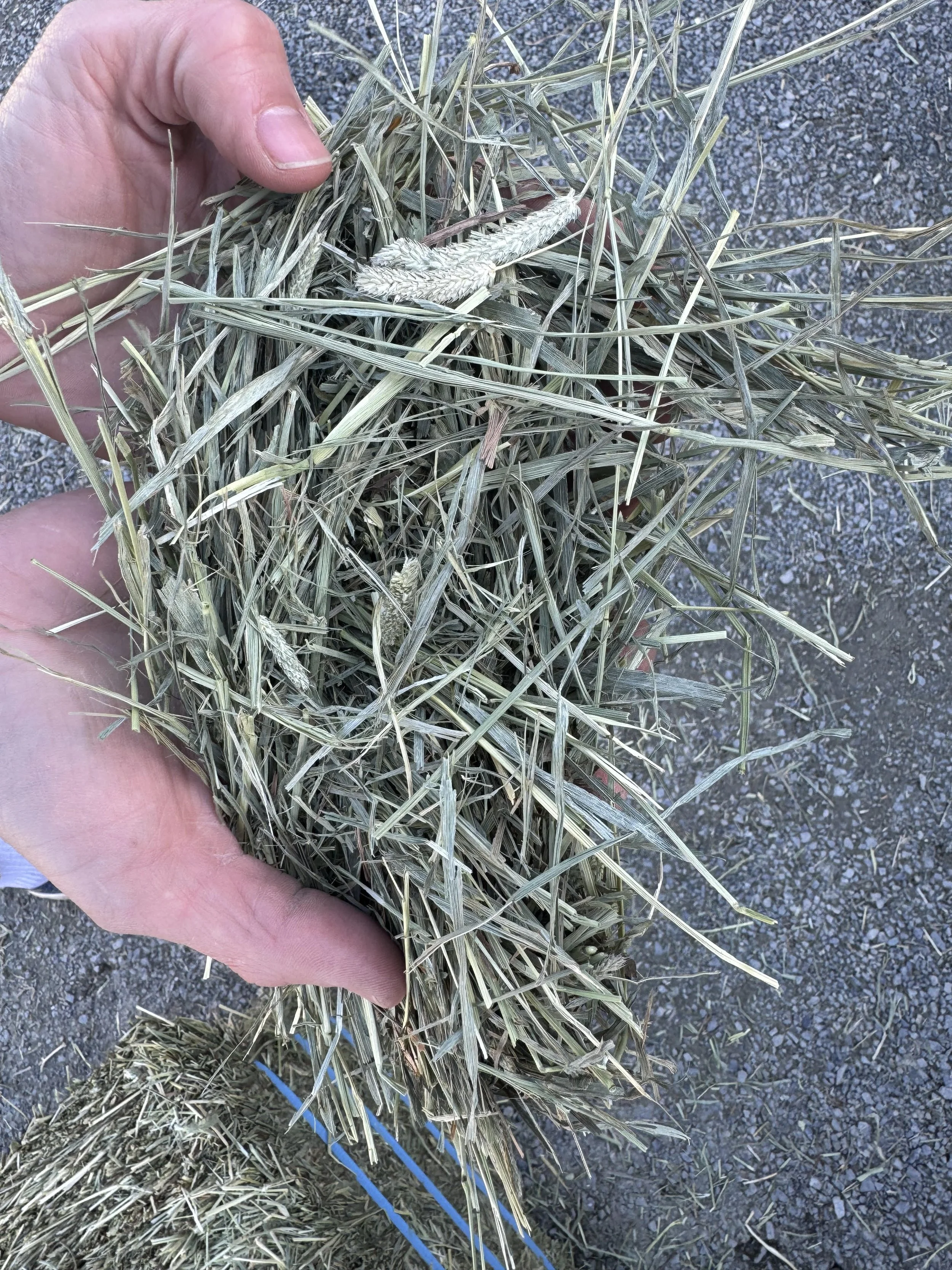 2nd cut compressed timothy heavier bale hand shot.jpg