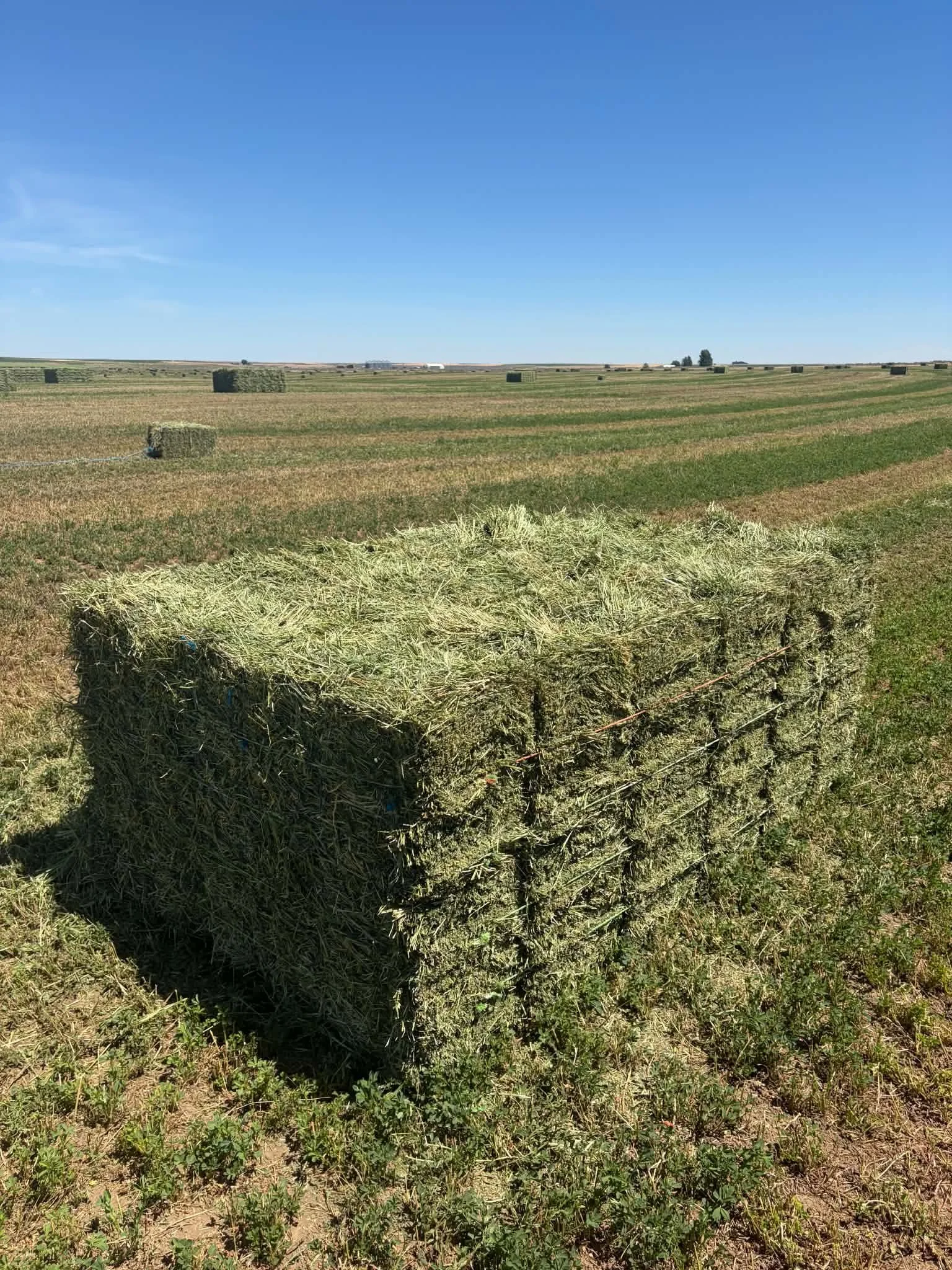 2 tie 2 cut alfalfa bundle outside.jpeg