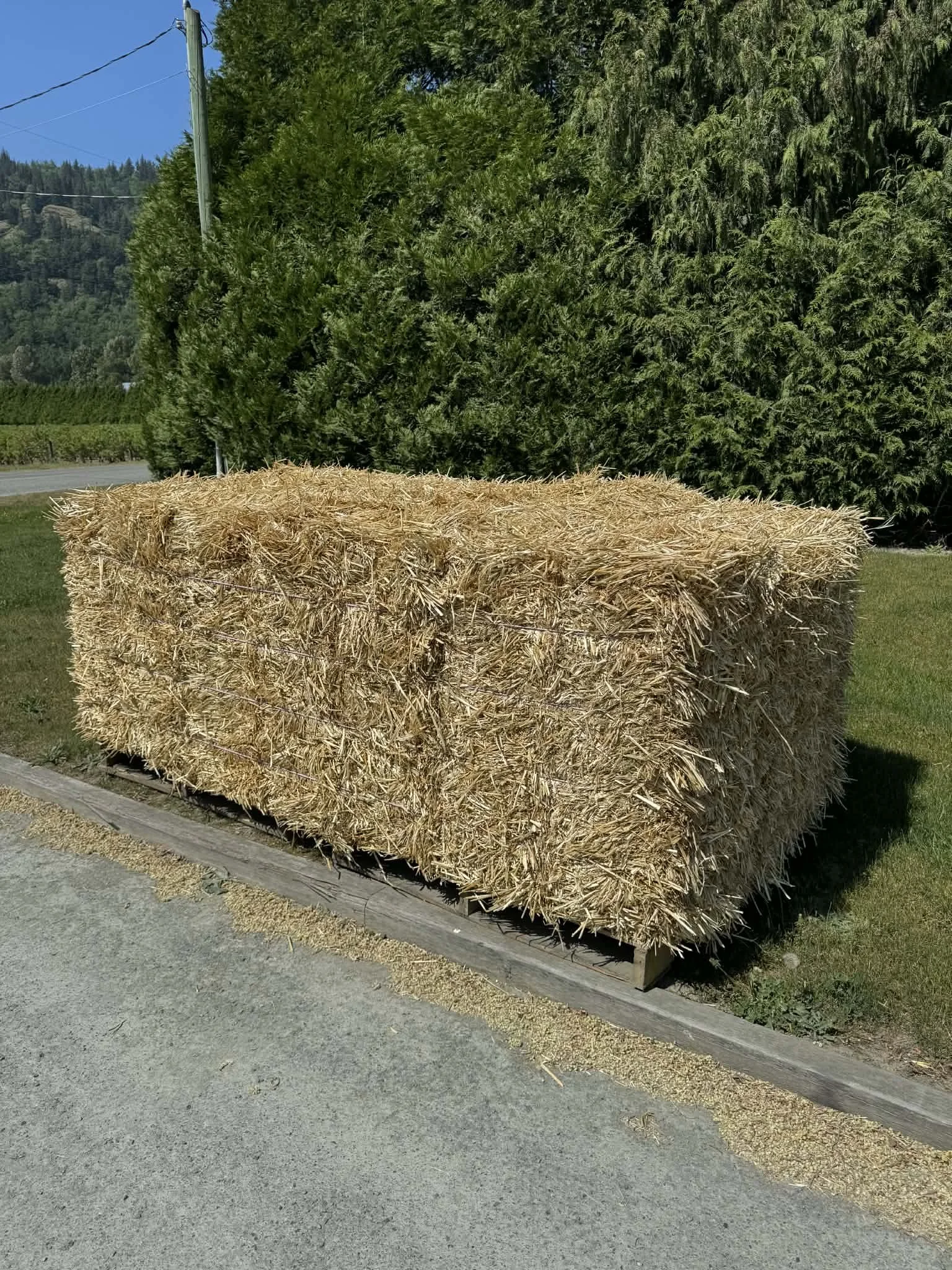 2 tie wheat straw.jpeg