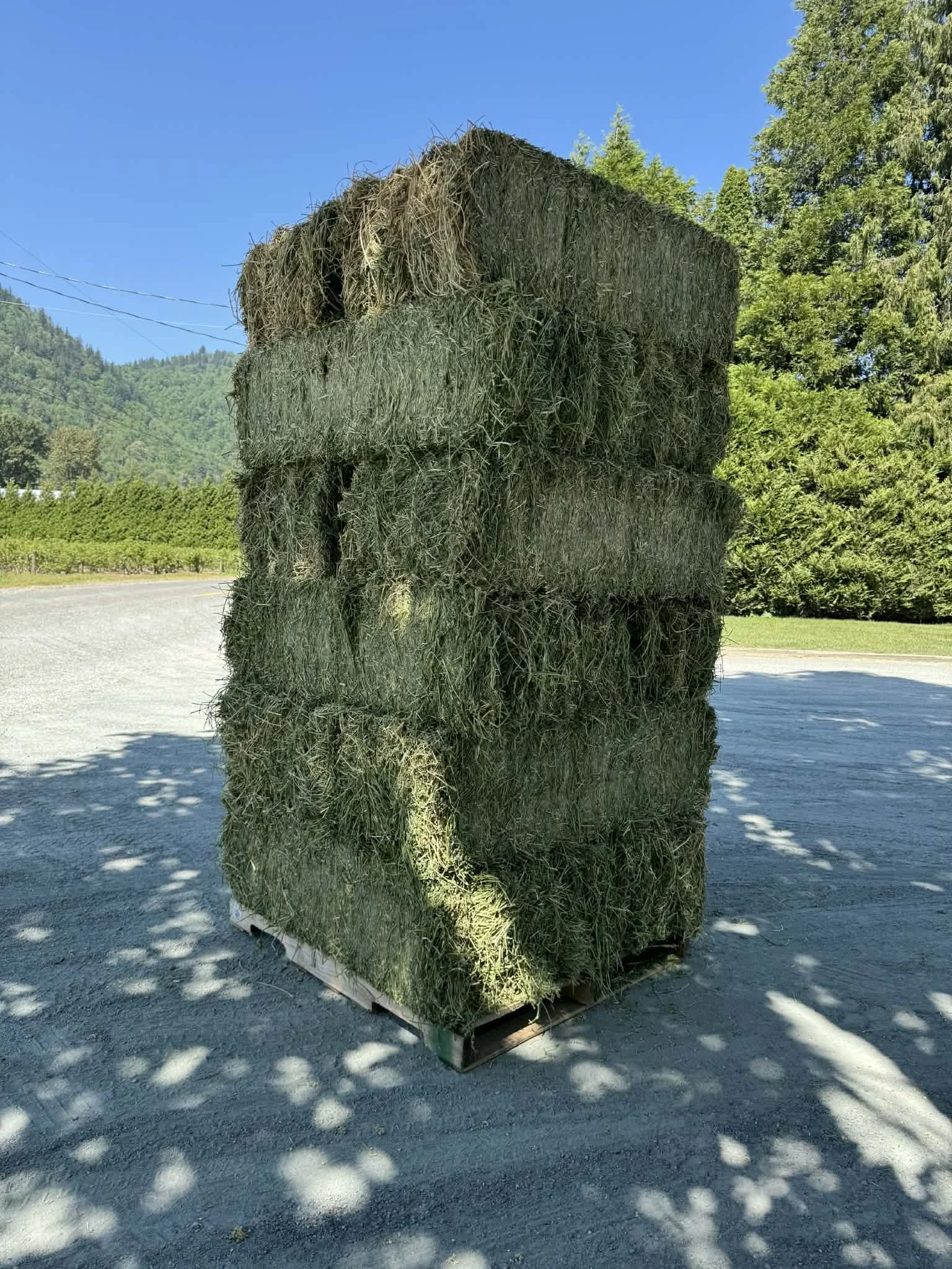 1st Cut Alfalfa  -  3-Tie