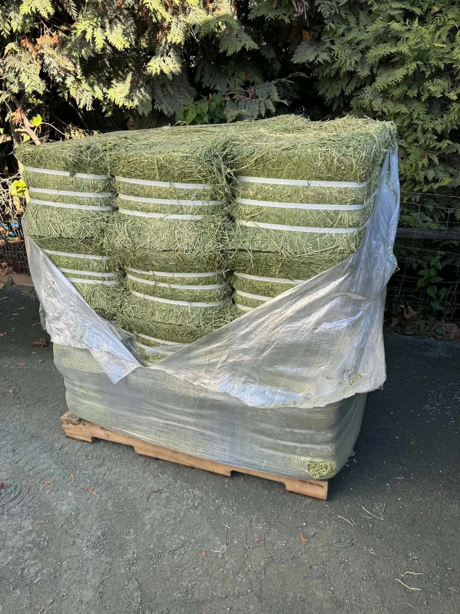 Compressed 2nd Cut Alfalfa