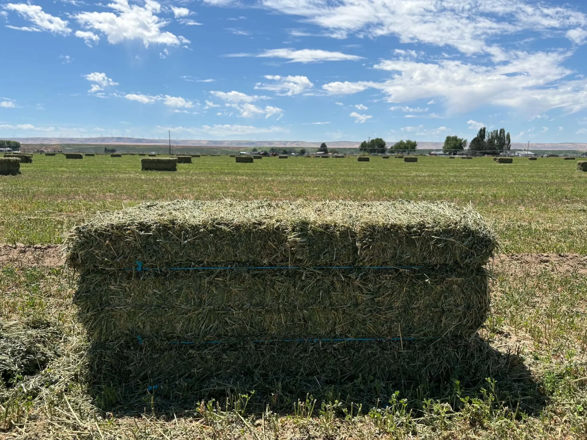 1st cut alfalfa 2 tie .jpeg
