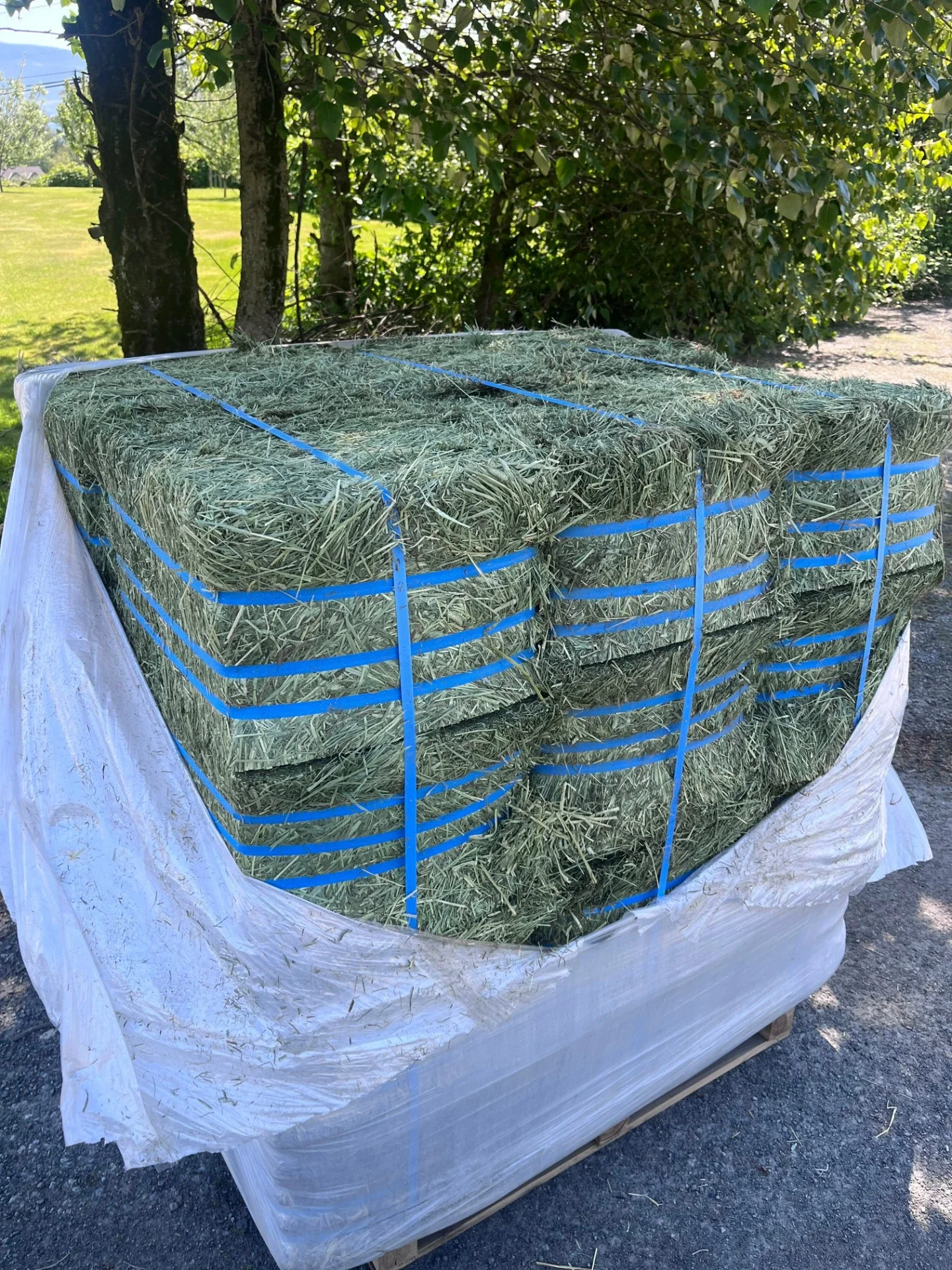 Compressed 2nd Cut Timothy - Heavier Bales