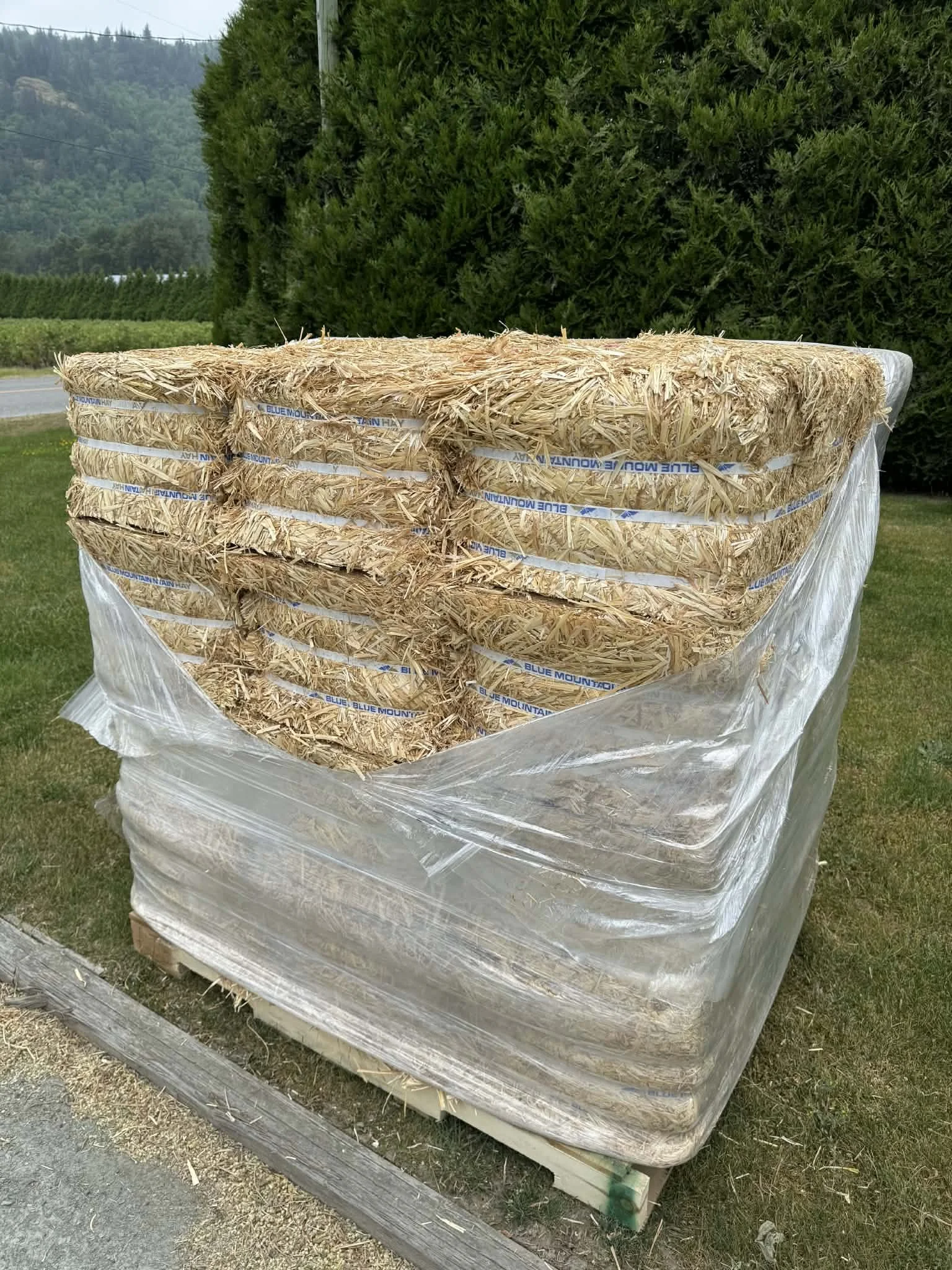 Compressed Wheat Straw