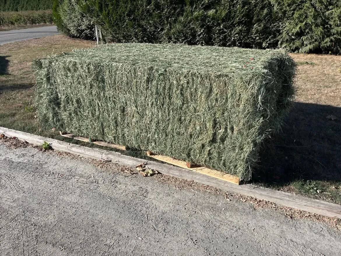 2nd Cut Orchard Grass