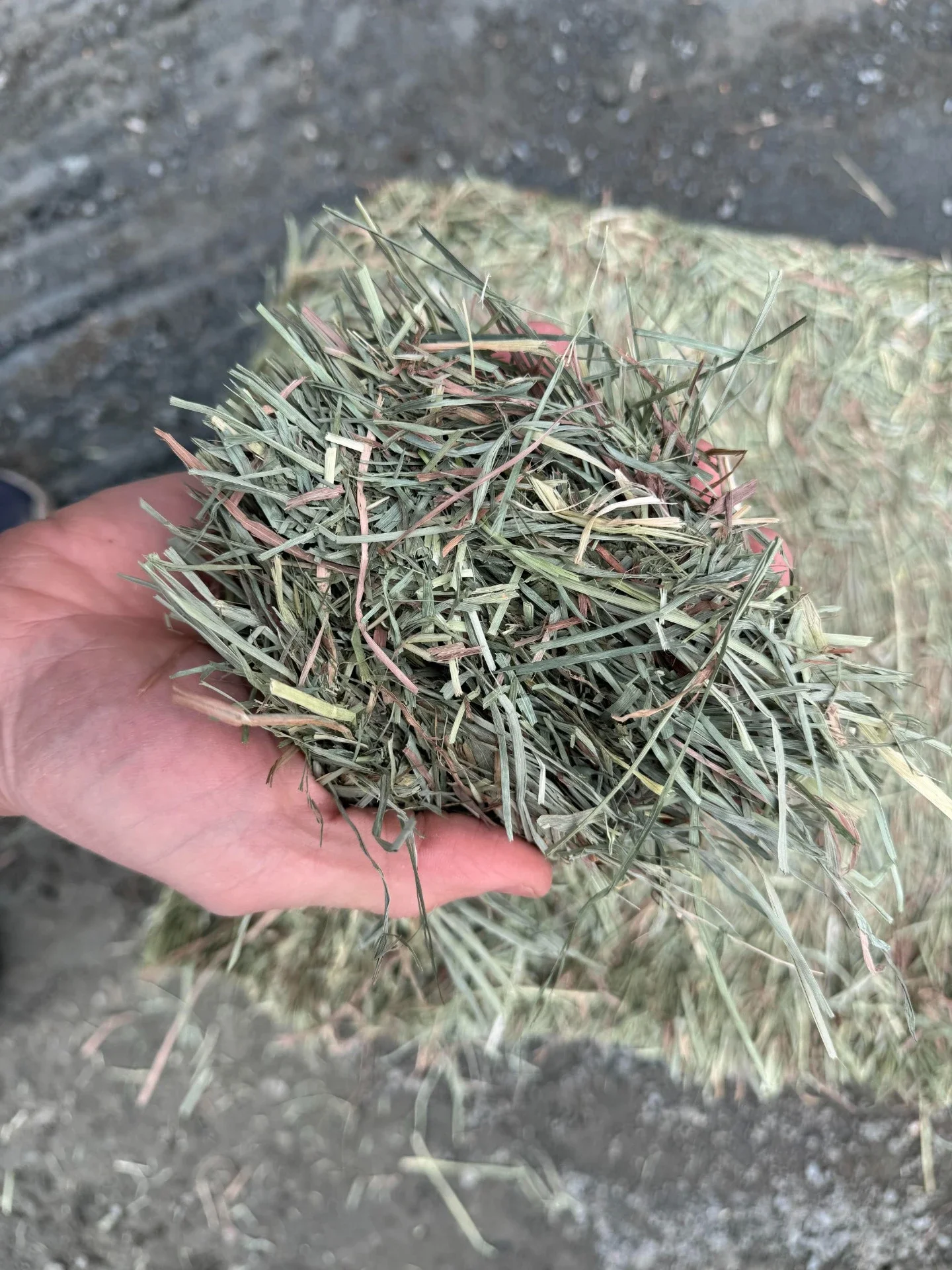 compressed 2nd cut ORchard Grass feb 2026 hand shot.webp