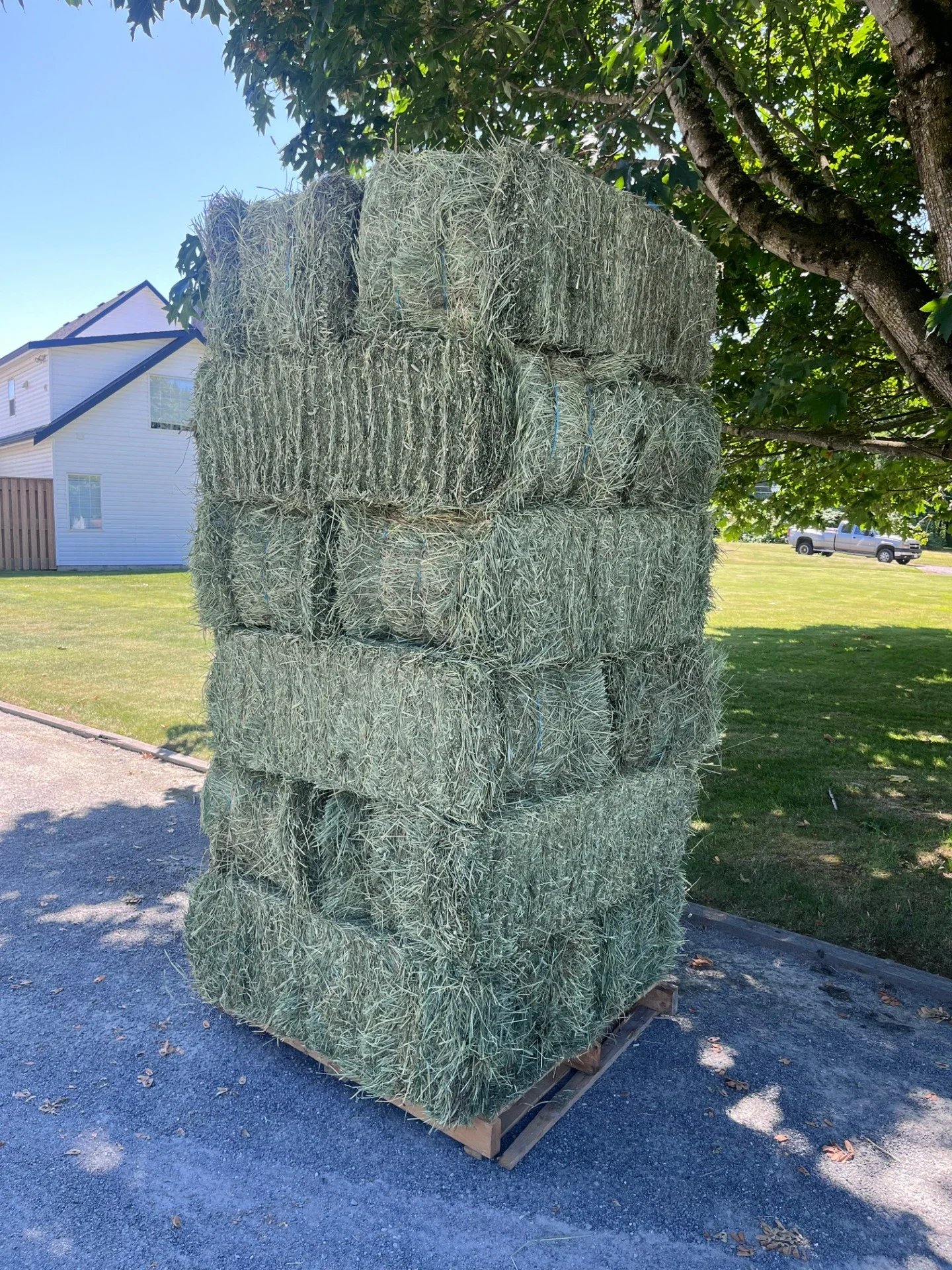 2nd Cut Timothy  -  3-Tie