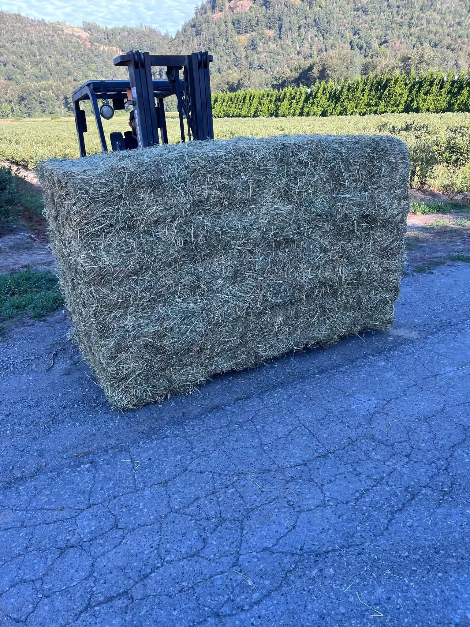 2nd Cut Timothy - 2-Tie