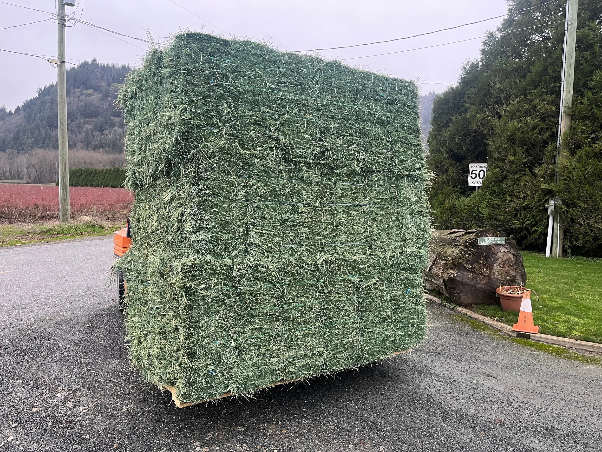 2nd Cut Orchard Grass  -  2-Tie