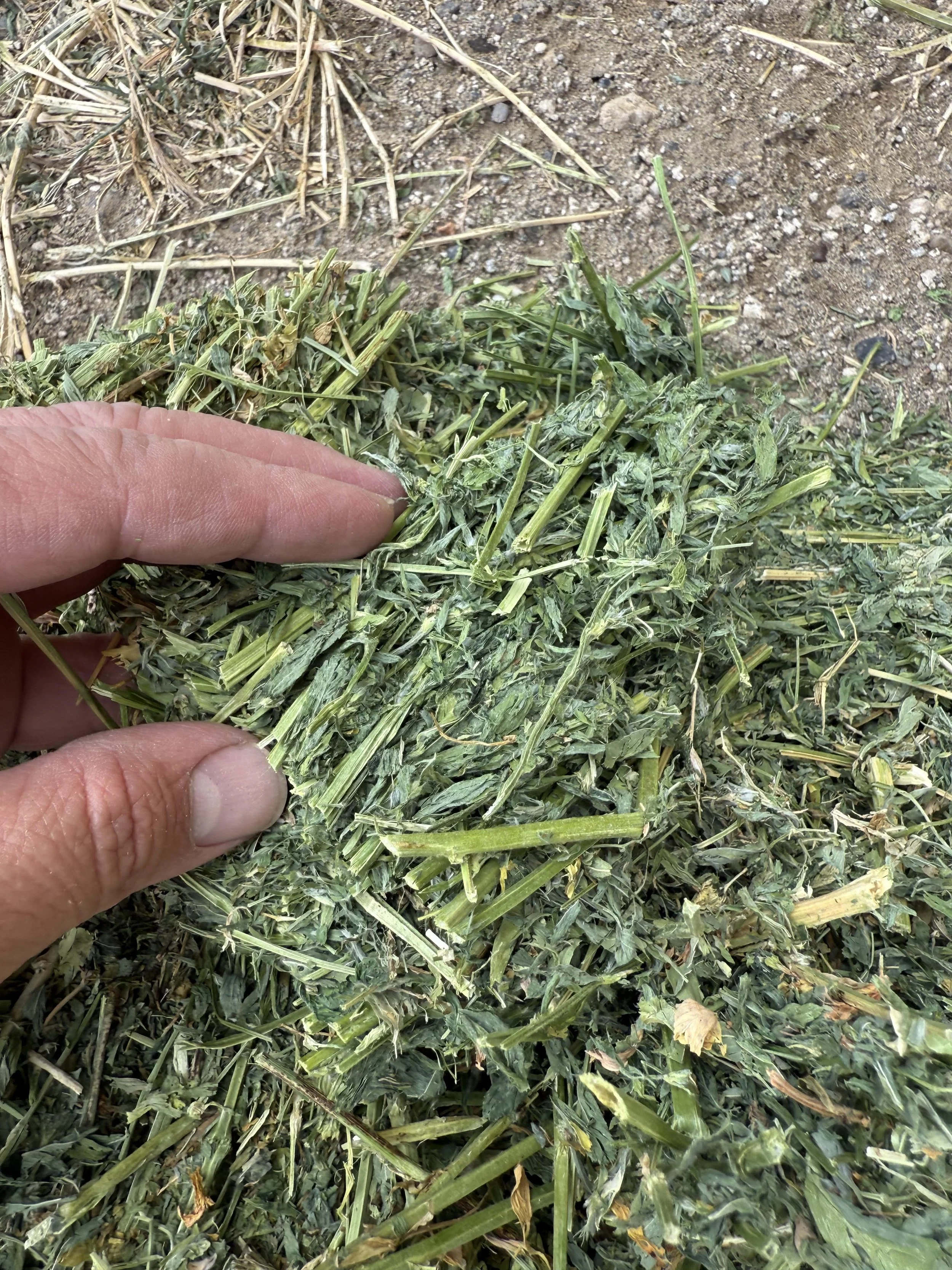 texture 1st cut alfalfa .jpg