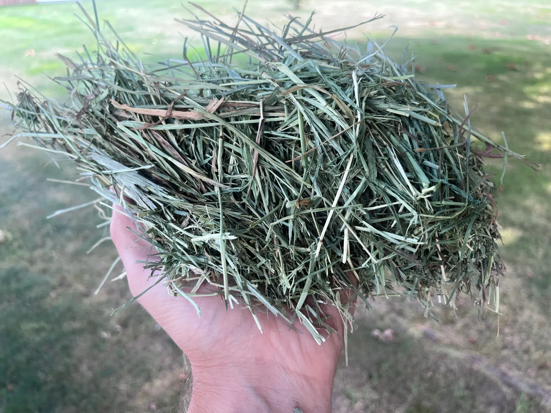 Sage Hill up close.webp