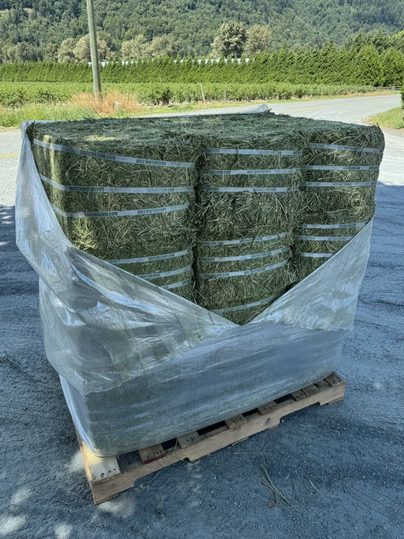 Compressed 1st Cut Alfalfa