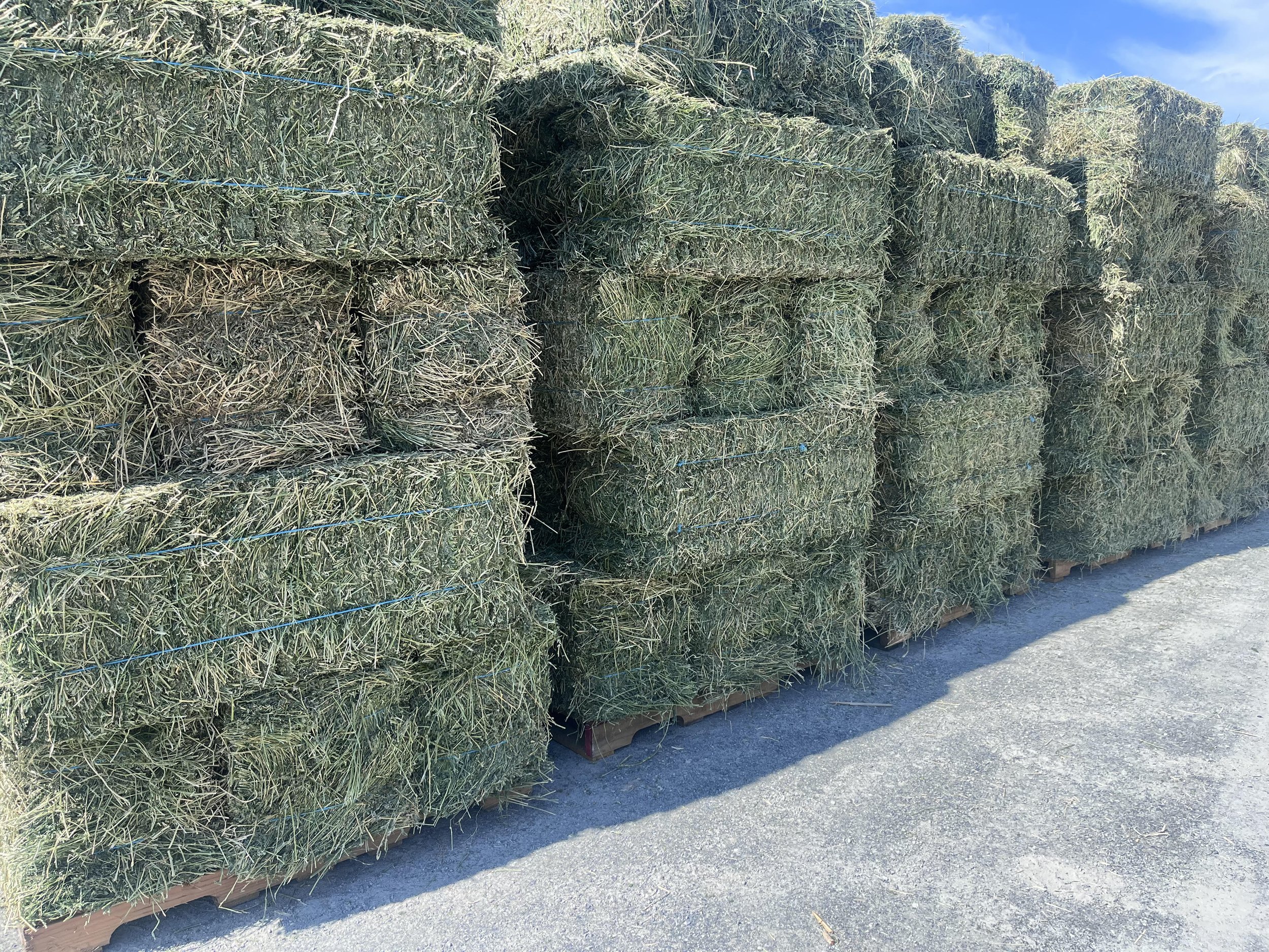 1st Cut Alfalfa  -  2-Tie