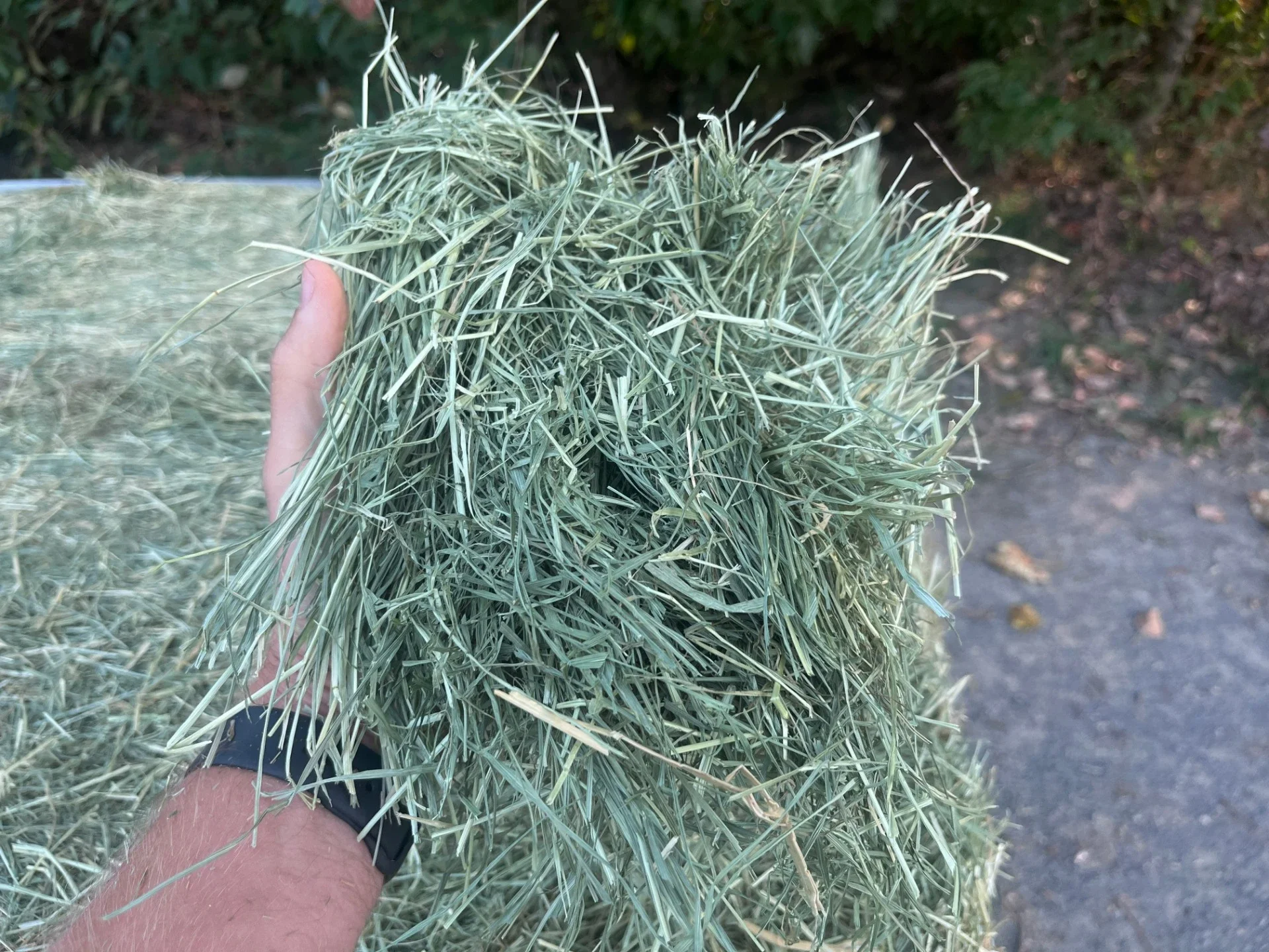 Sage Hill Teff upclose.webp