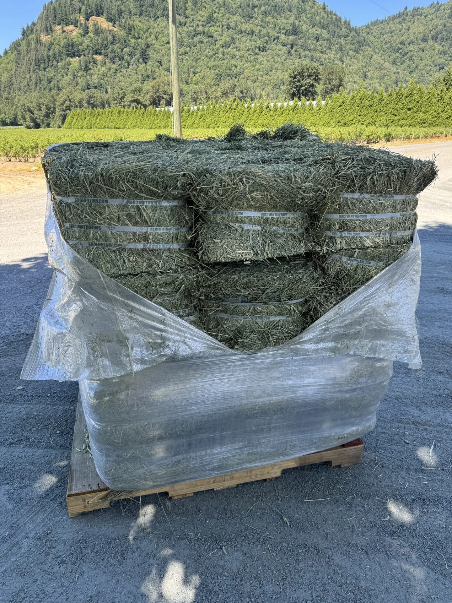 Compressed 2nd Cut Timothy (Lower Sugar)
