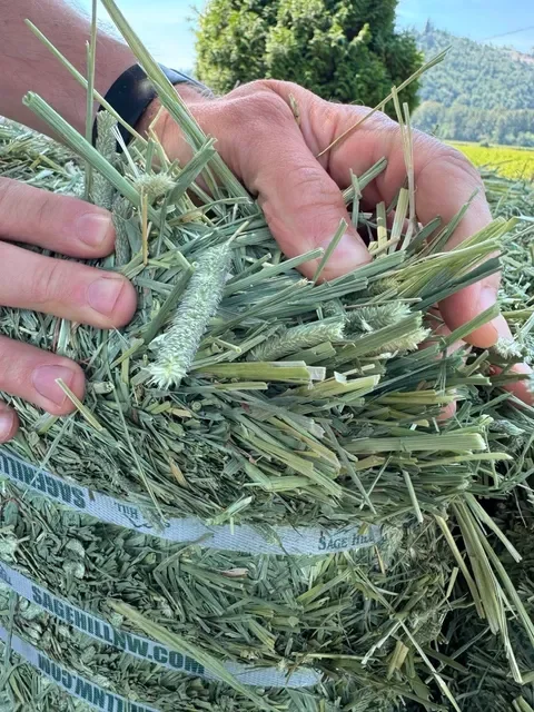 compressed 1st cut timothy hand shot.webp