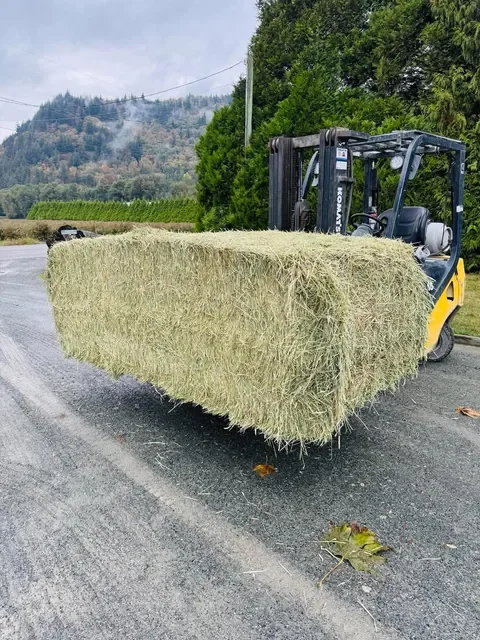 2nd Cut Timothy
