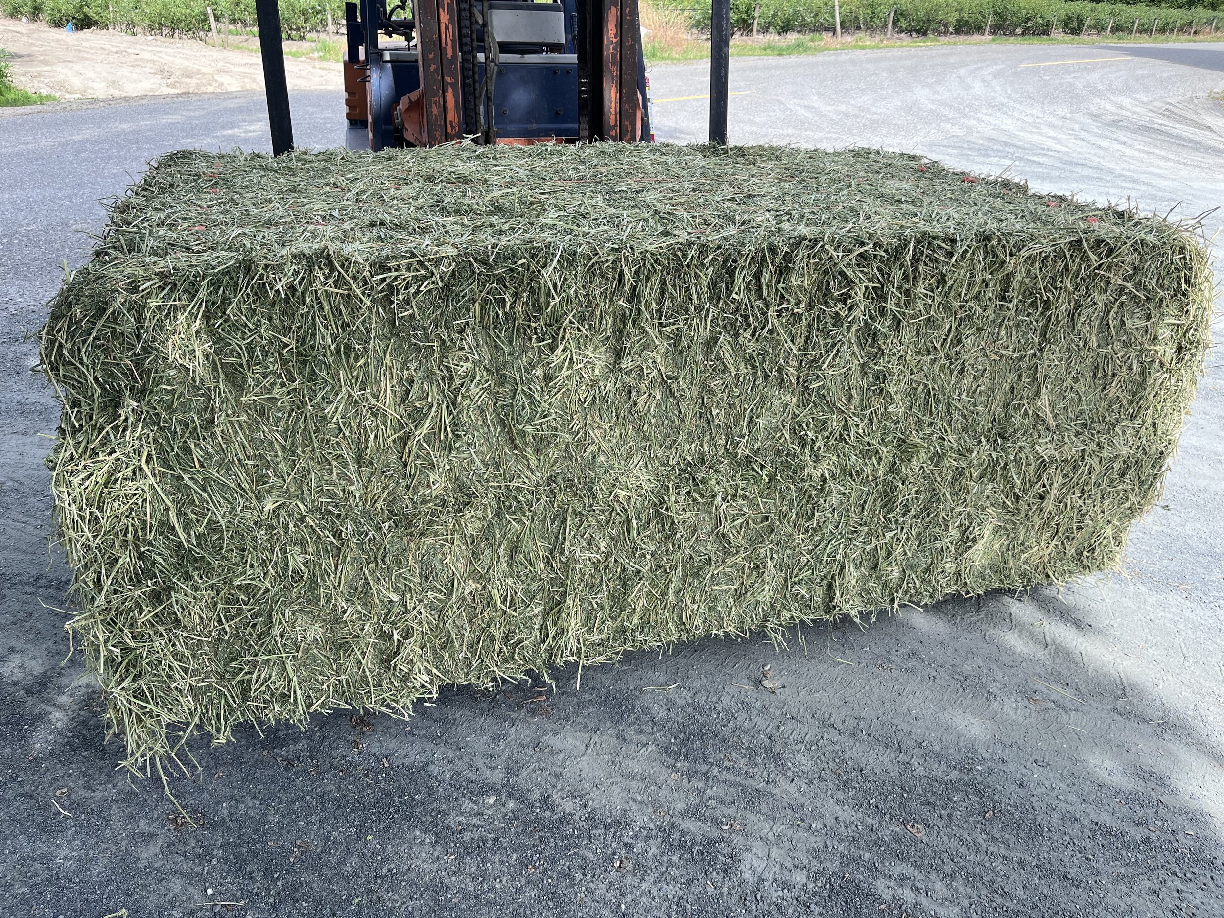 1st Cut Alfalfa