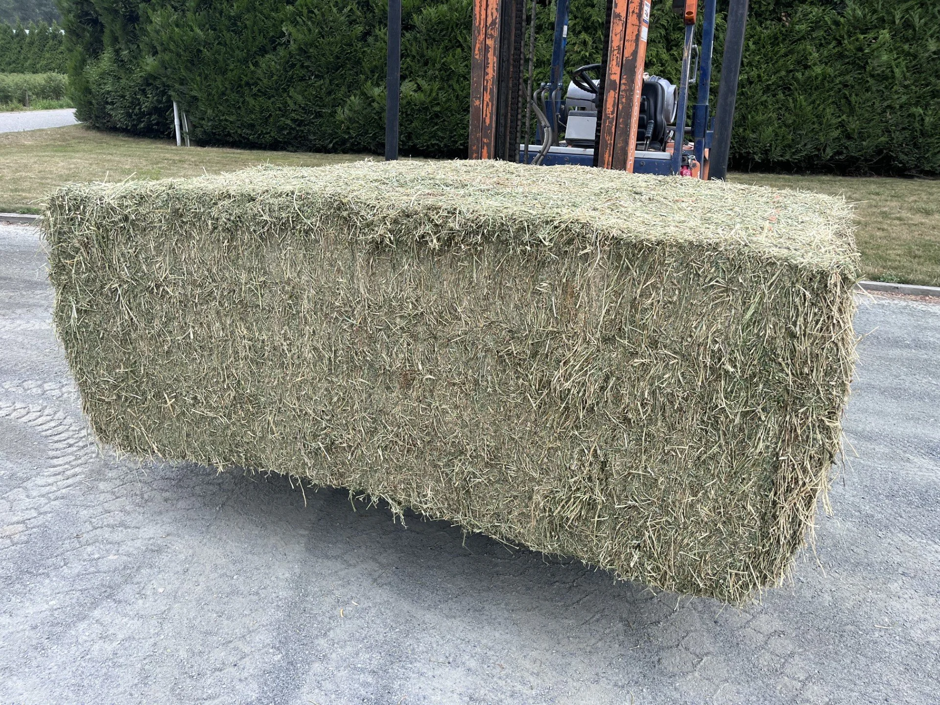 1st Cut Orchard Grass/Alfalfa Mix  (50/50)