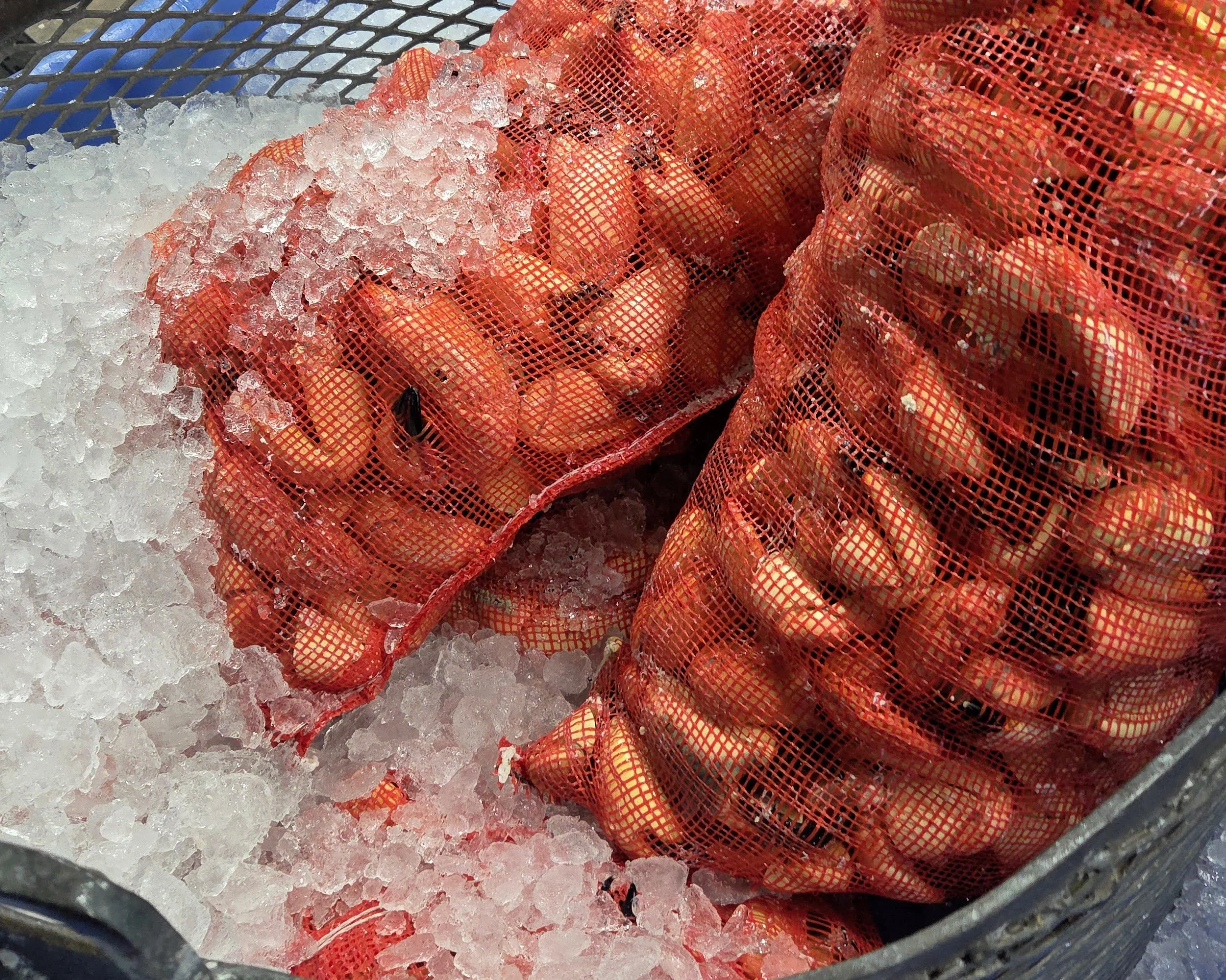 Stone Crab Claws (all sizes) Big Orders fulfillment capable  