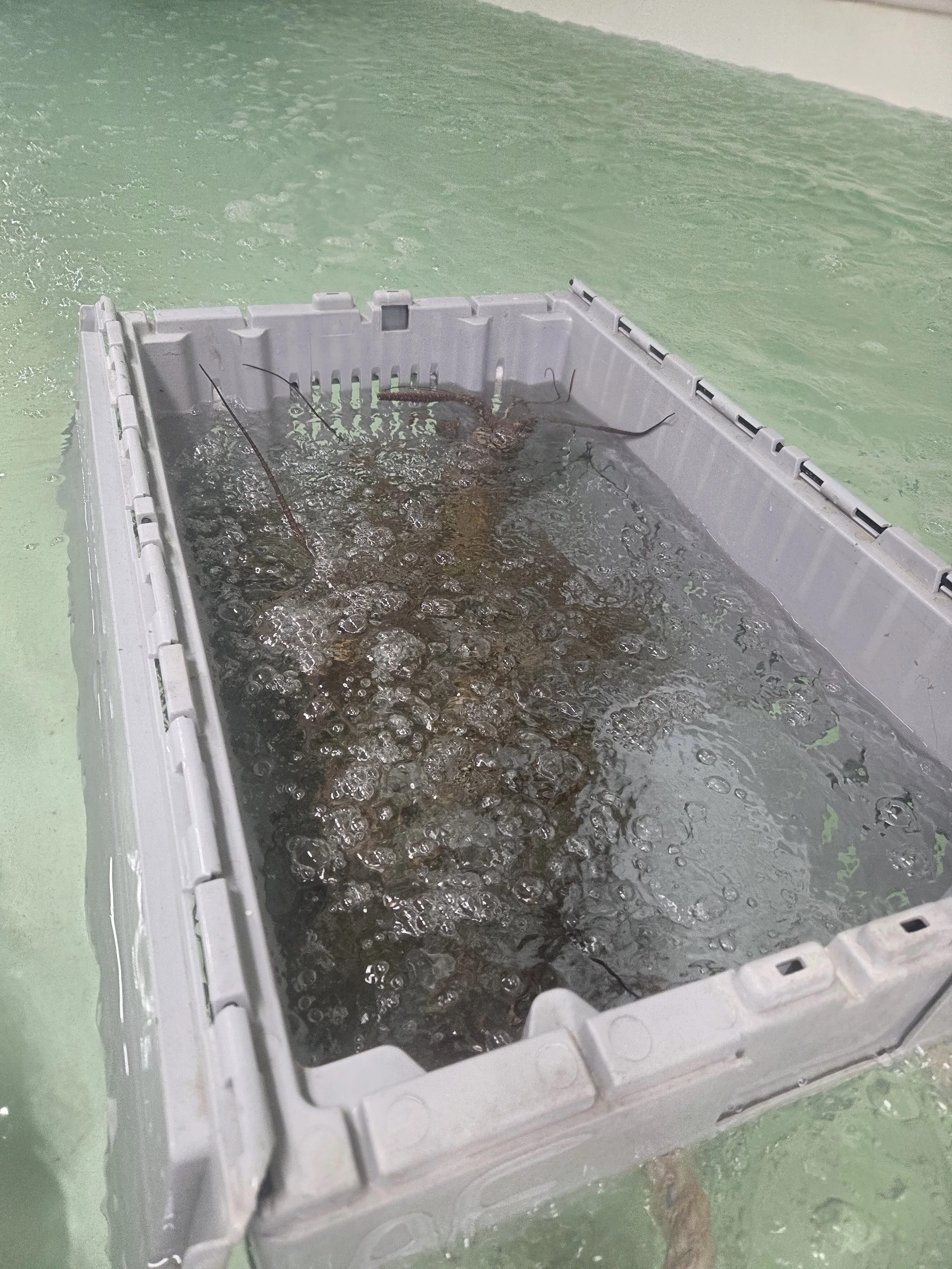 Live Lobster (International shipping available)Live Florida Spiny Lobster – Shipped Within Hours of Harvest

At STINGRAY FISHERIES LLC, our lobsters are harvested by experienced Florida Keys fishermen and prepared for shipment immediately after landi