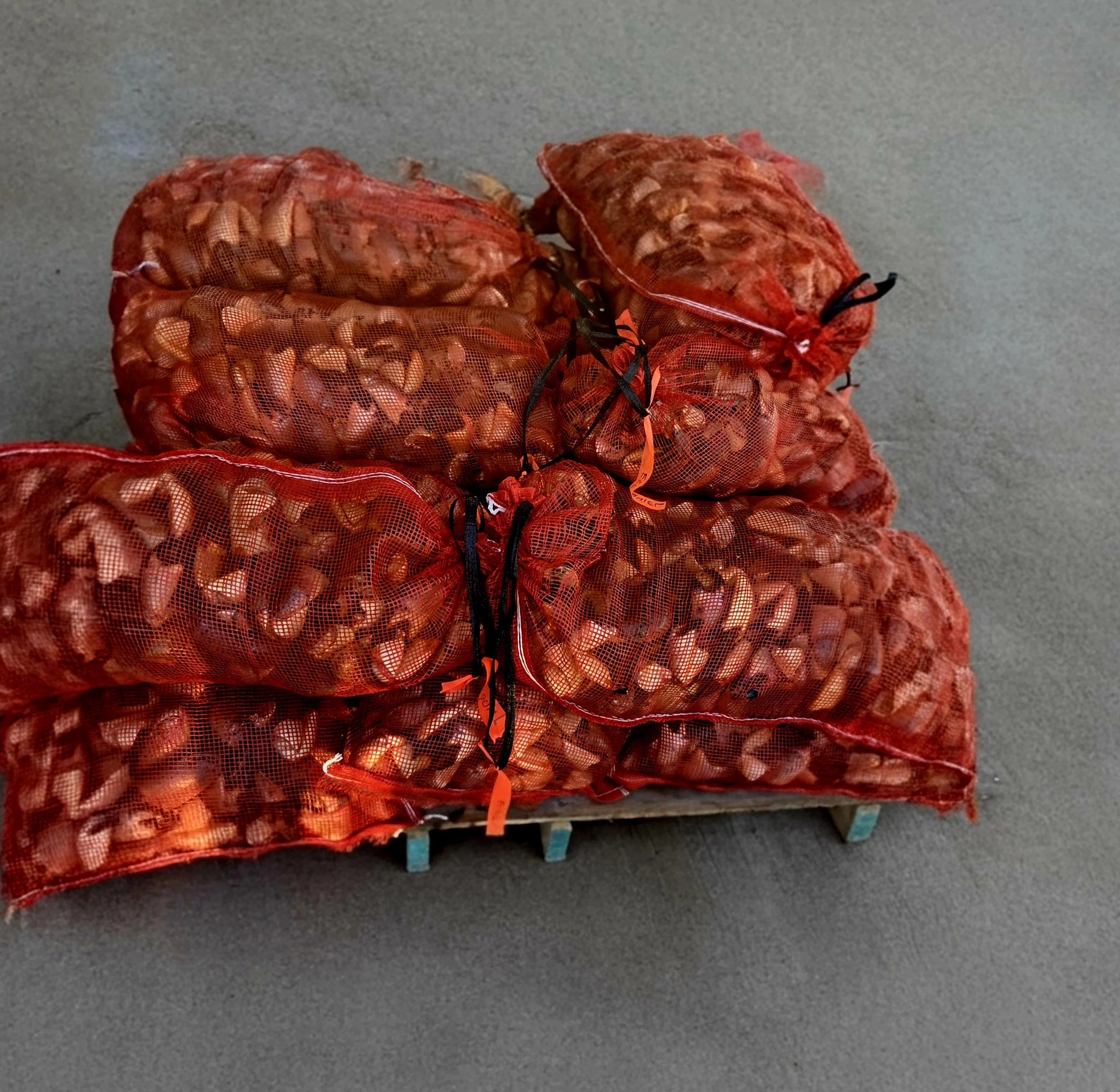 Fresh stone crabs Claws Harvested Daily