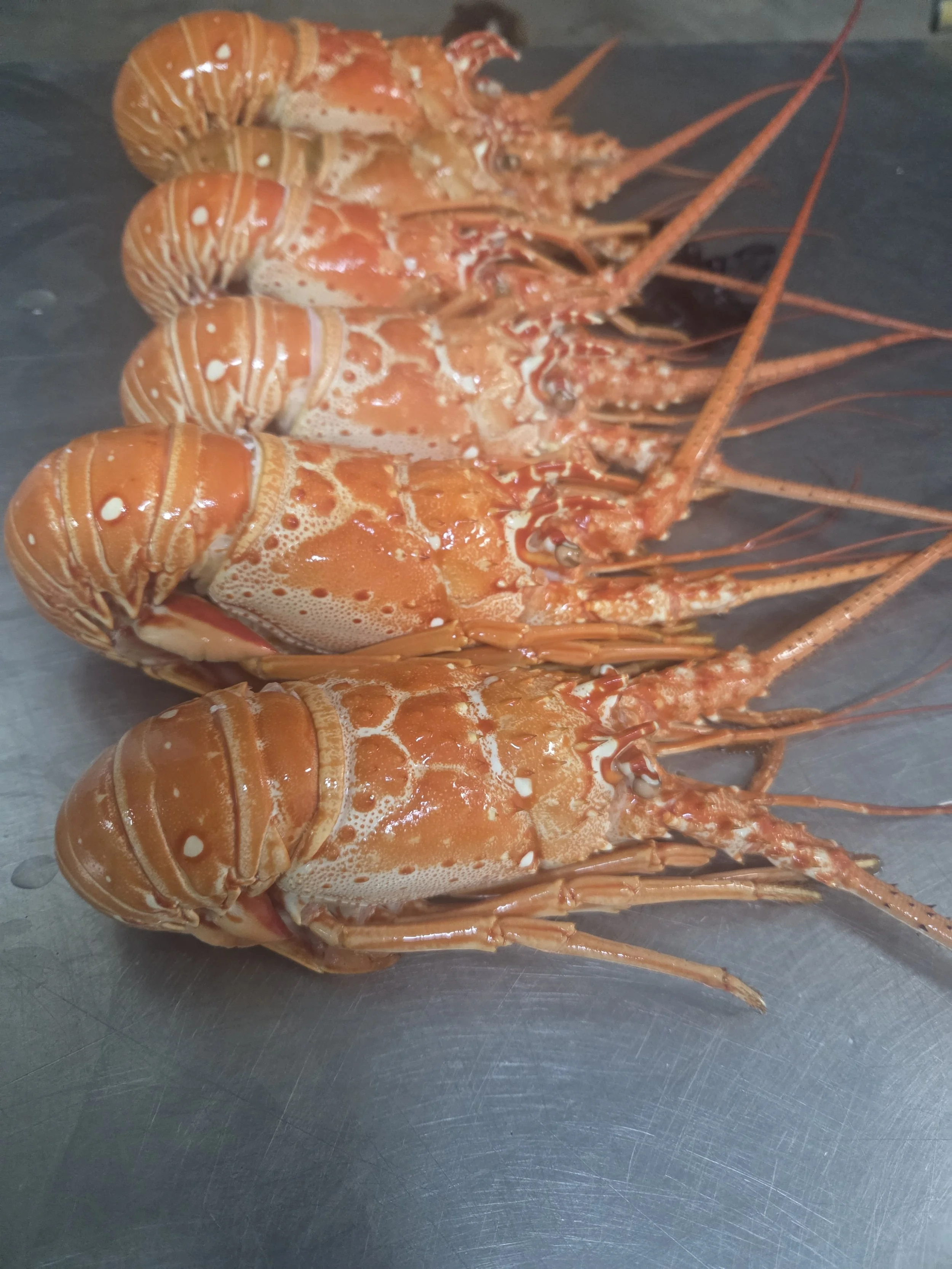 Whole Cocked Lobster,Florida Spiny Lobster Tails – Blast Frozen at Peak Freshness

Caught in the pristine waters of the Florida Keys and processed by seasoned fishermen, our lobster tails are blast frozen within hours of harvest to lock in the natura