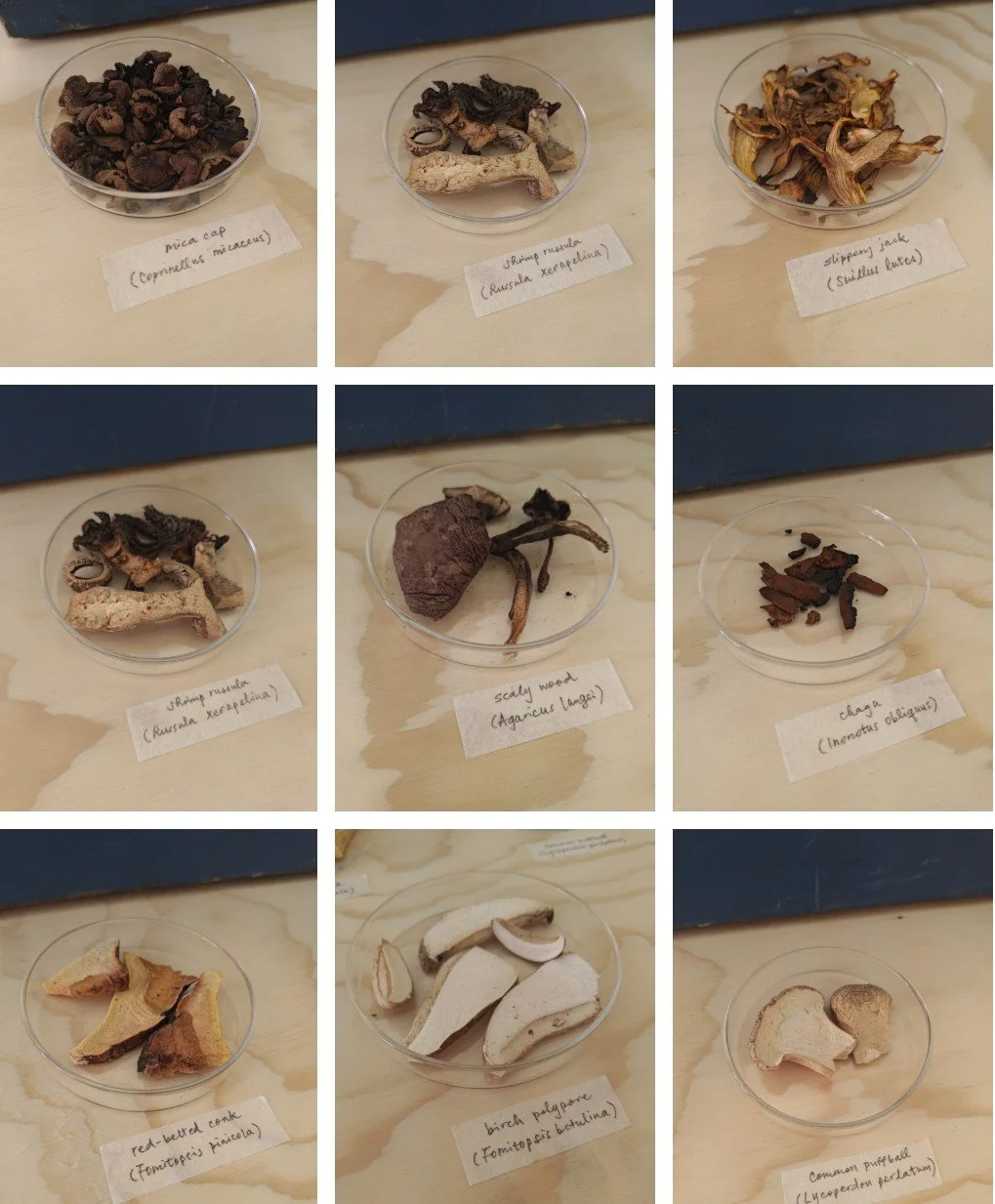 Plant-based Film Processing -Jolene Mok