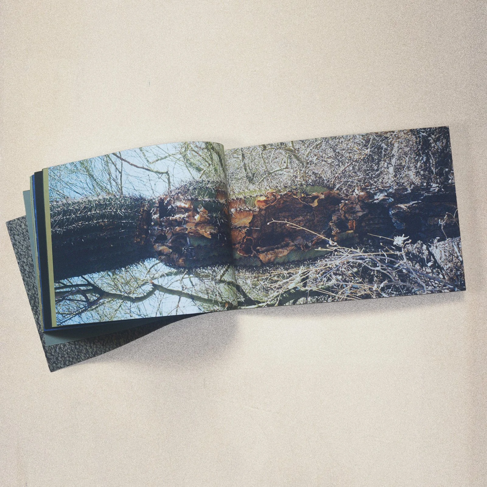 Siu Ding's book- Six Imaginative Touches of the Saguaro Cactus