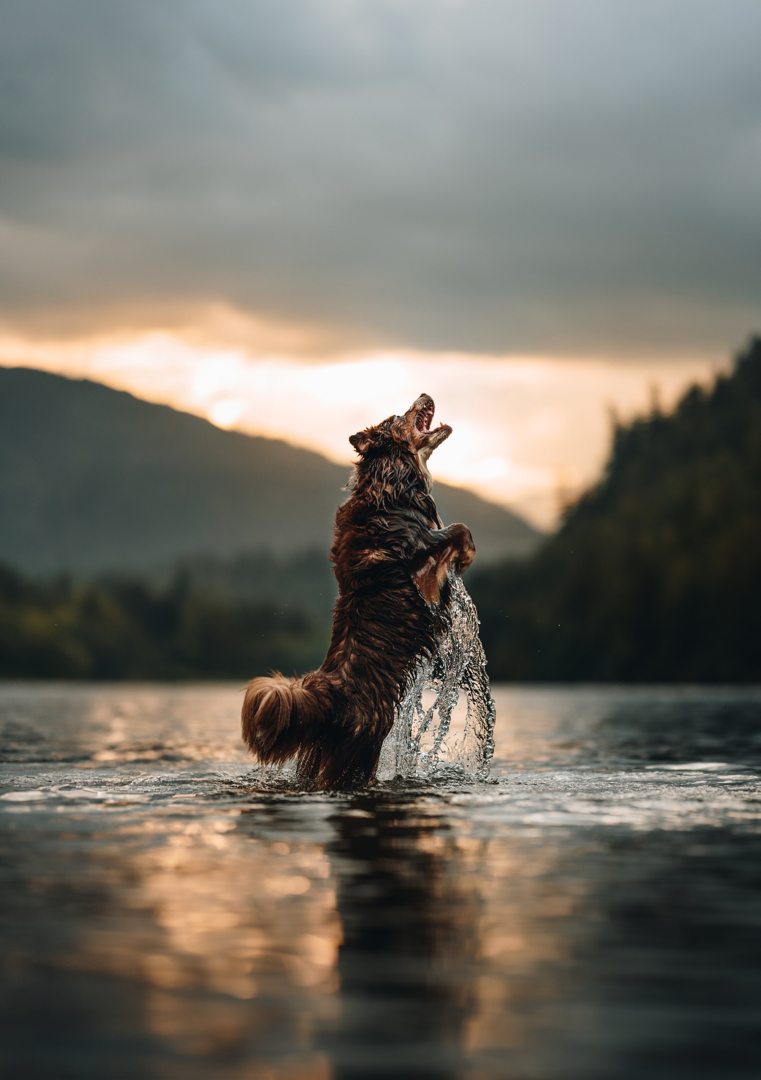 A dog jumping in the water with mountains and a cloudy sky in the background.