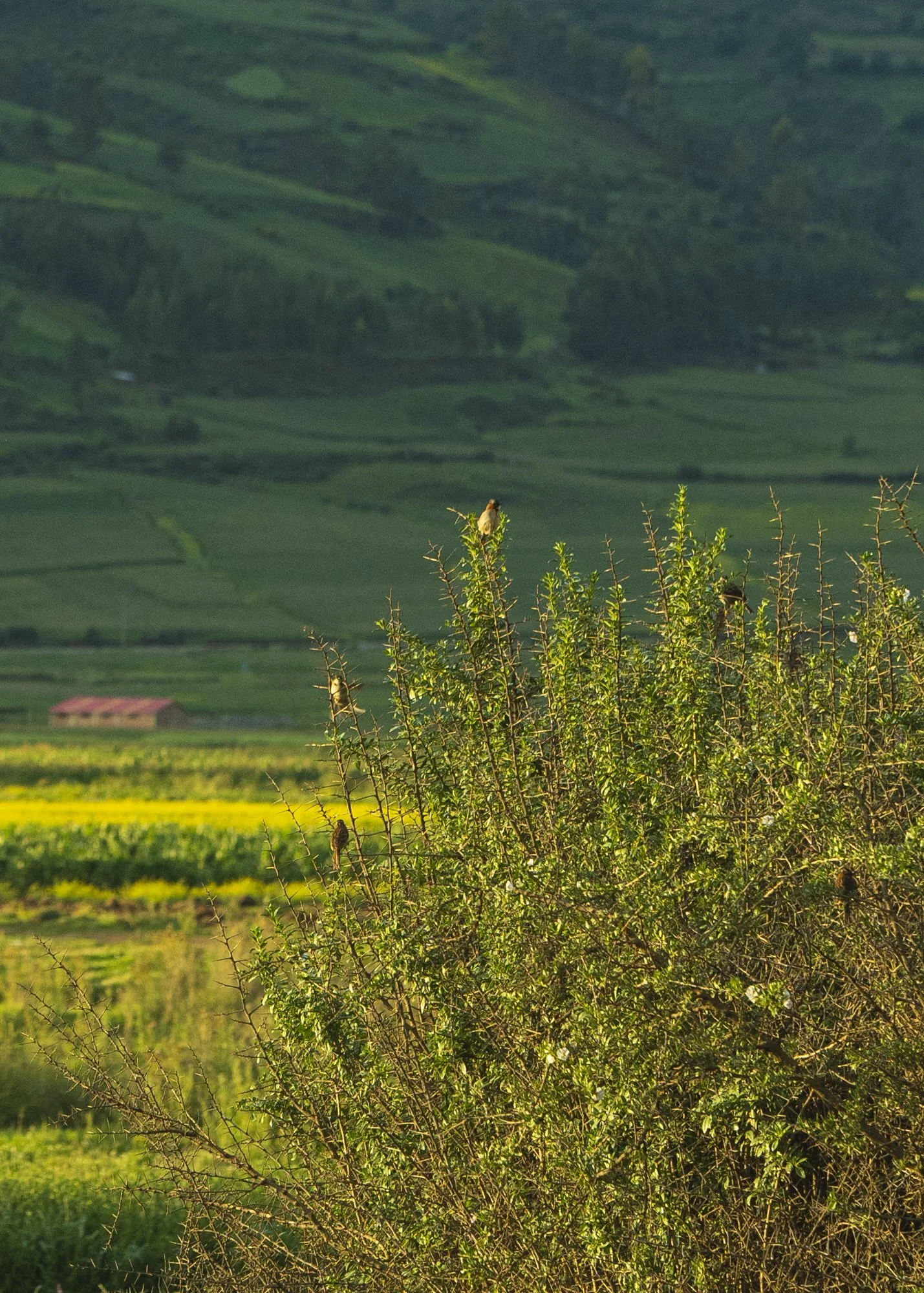 Paisaje rural con arbusto en primer plano y colibrí en la cima de las ramas, con colinas verdes y campos agrícolas al fondo.