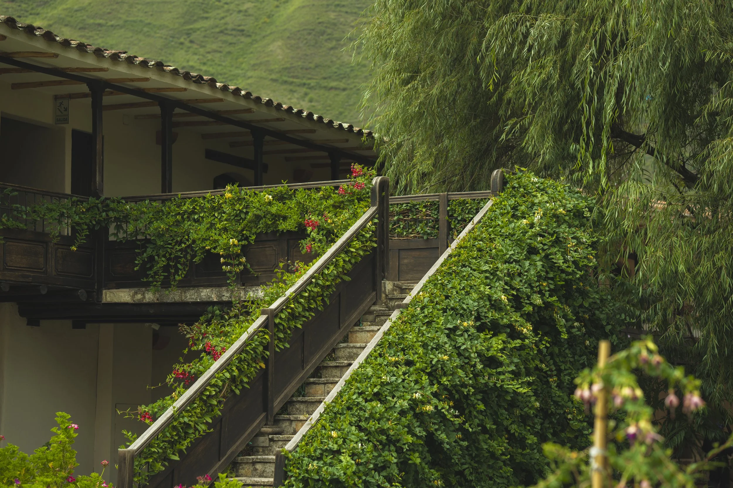 Escalera de madera con barandales, rodeada de plantas y flores verdes, con casa y colina en el fondo.