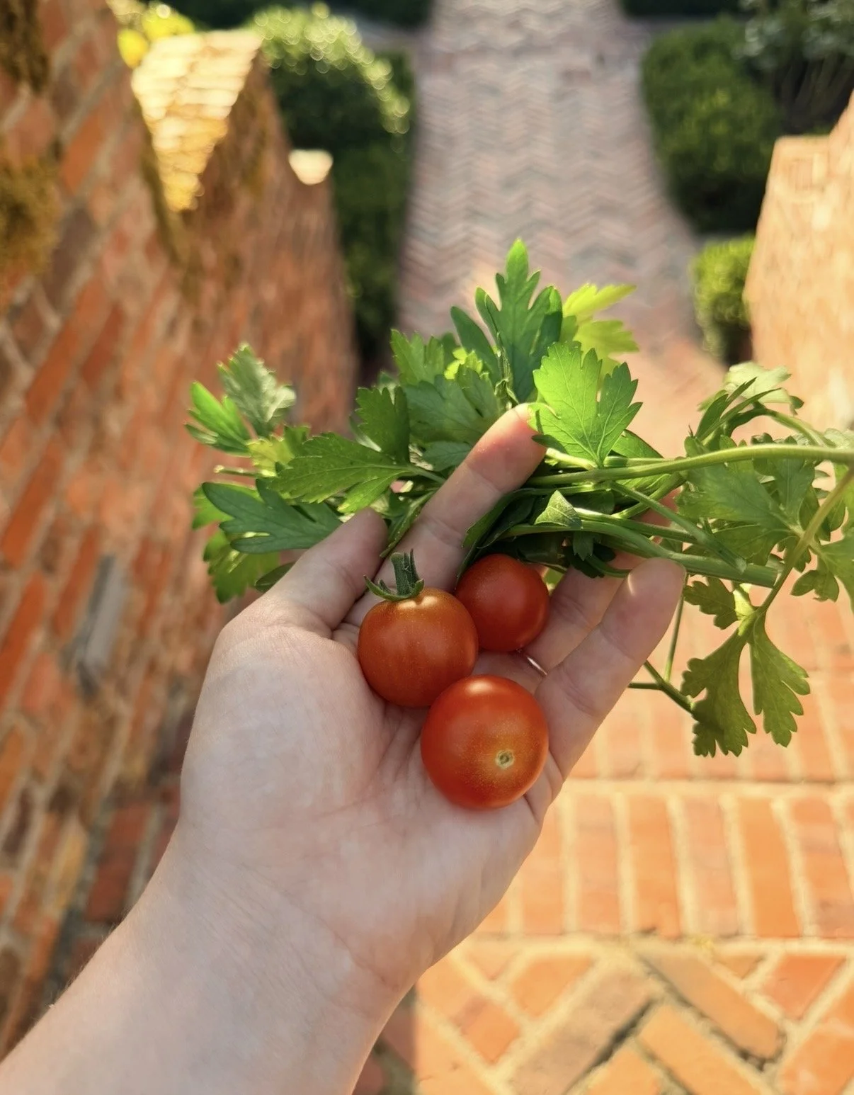 Fresh herbs and tomatoes from the garden
