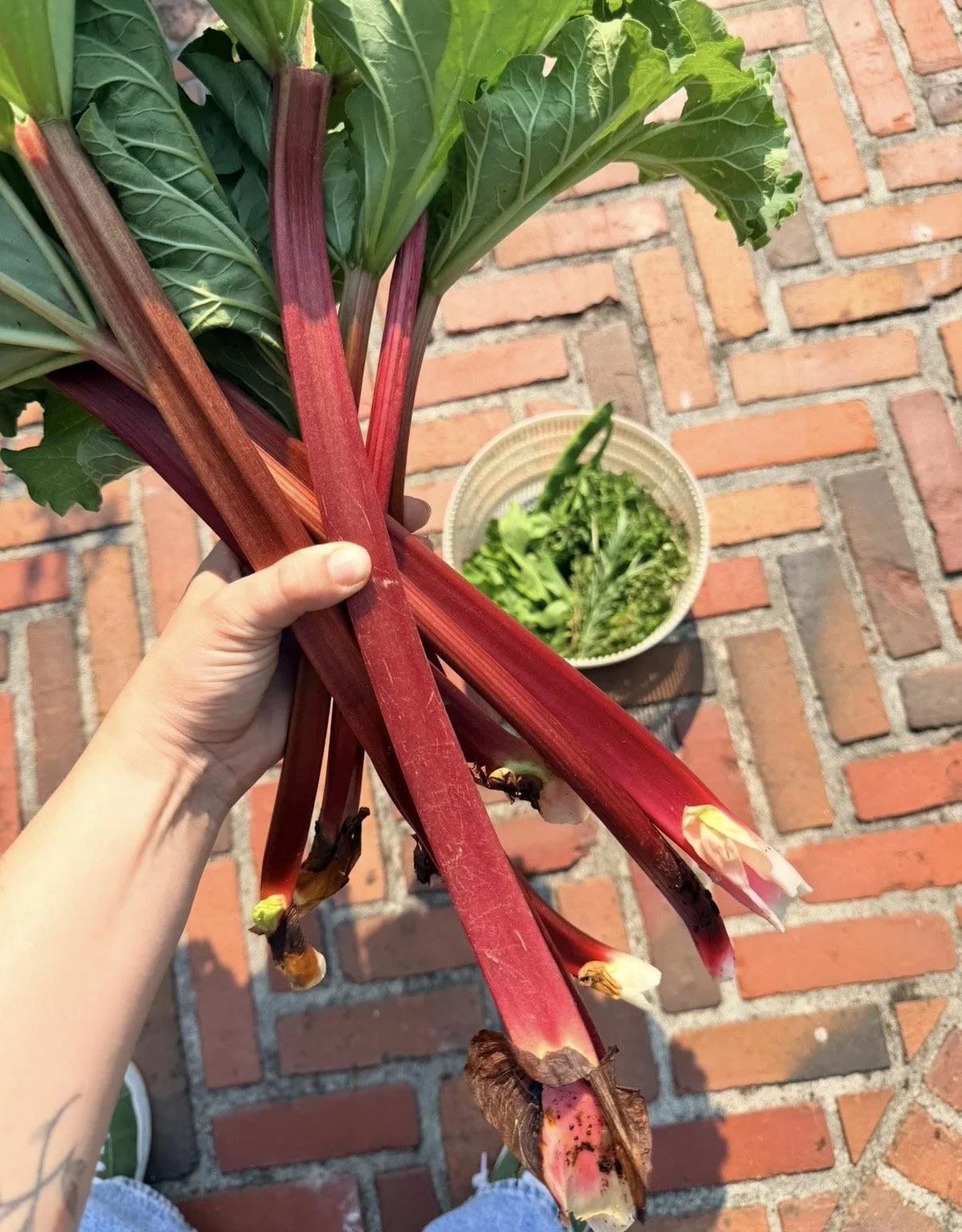 Rhubarb, freshly harvested