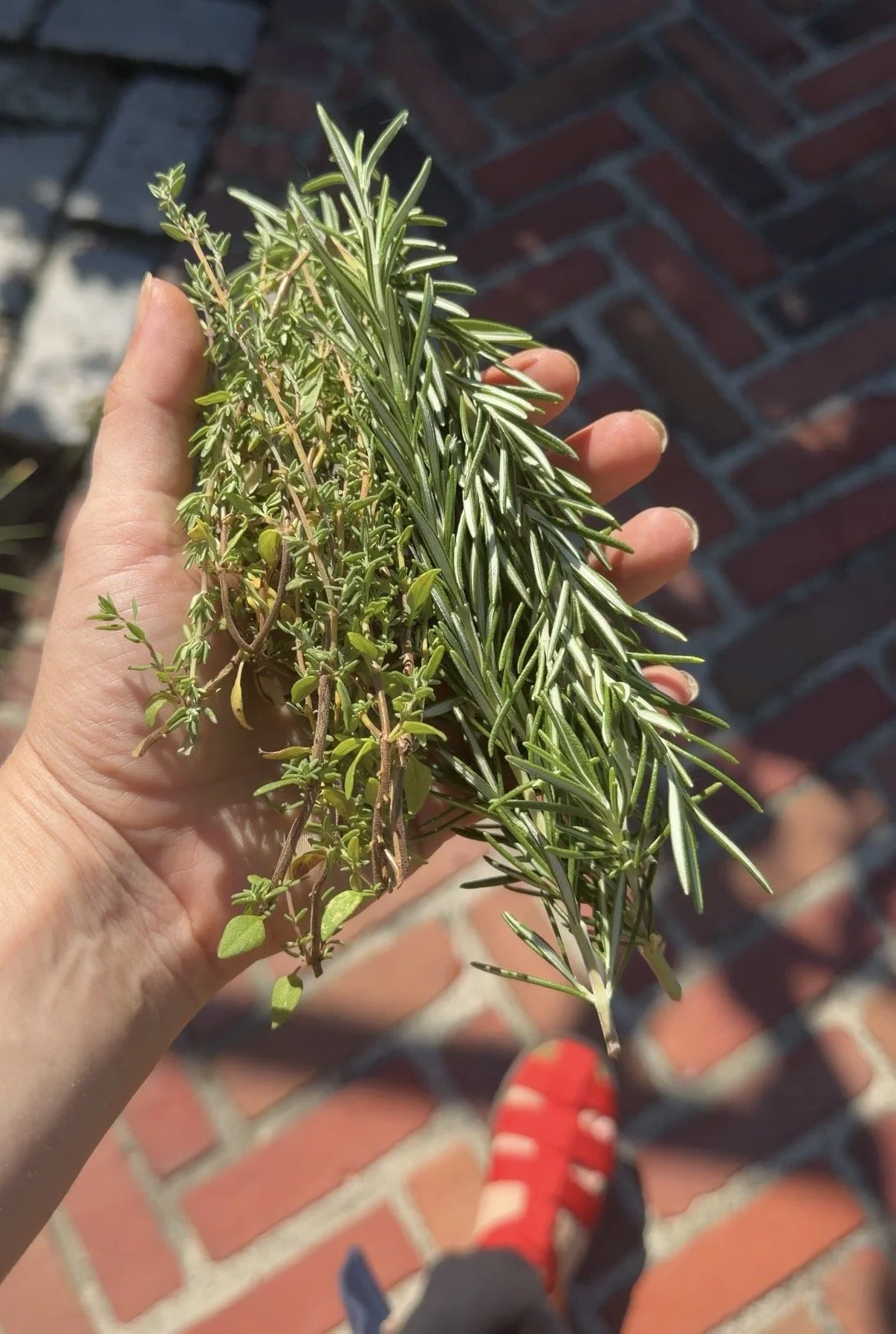 Fresh rosemary for seasonal menus