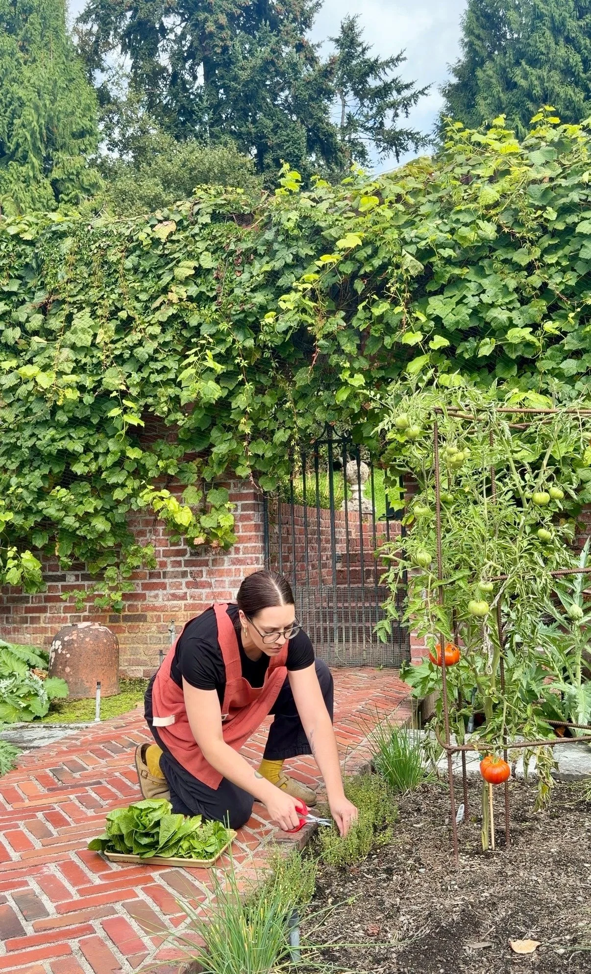 Virginia harvesting fresh herbs in a Seattle garden