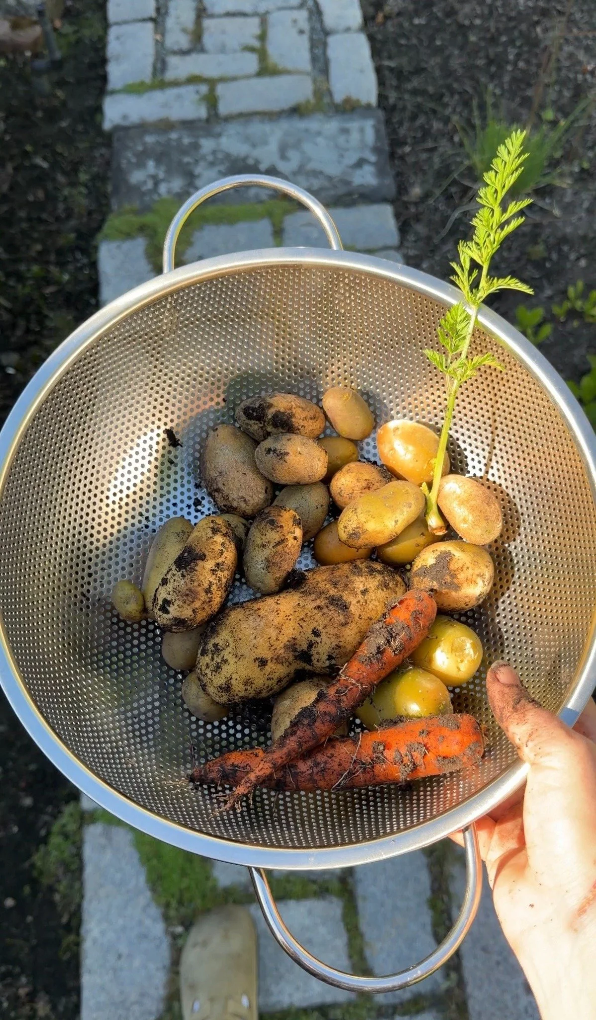 Golden roasted potatoes, ready to share