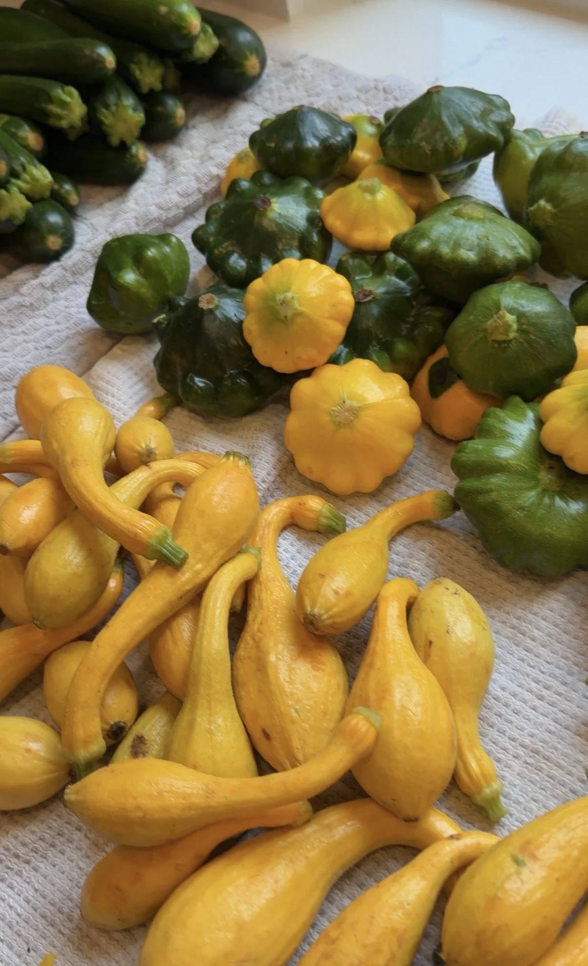 A colorful summer squash harvest