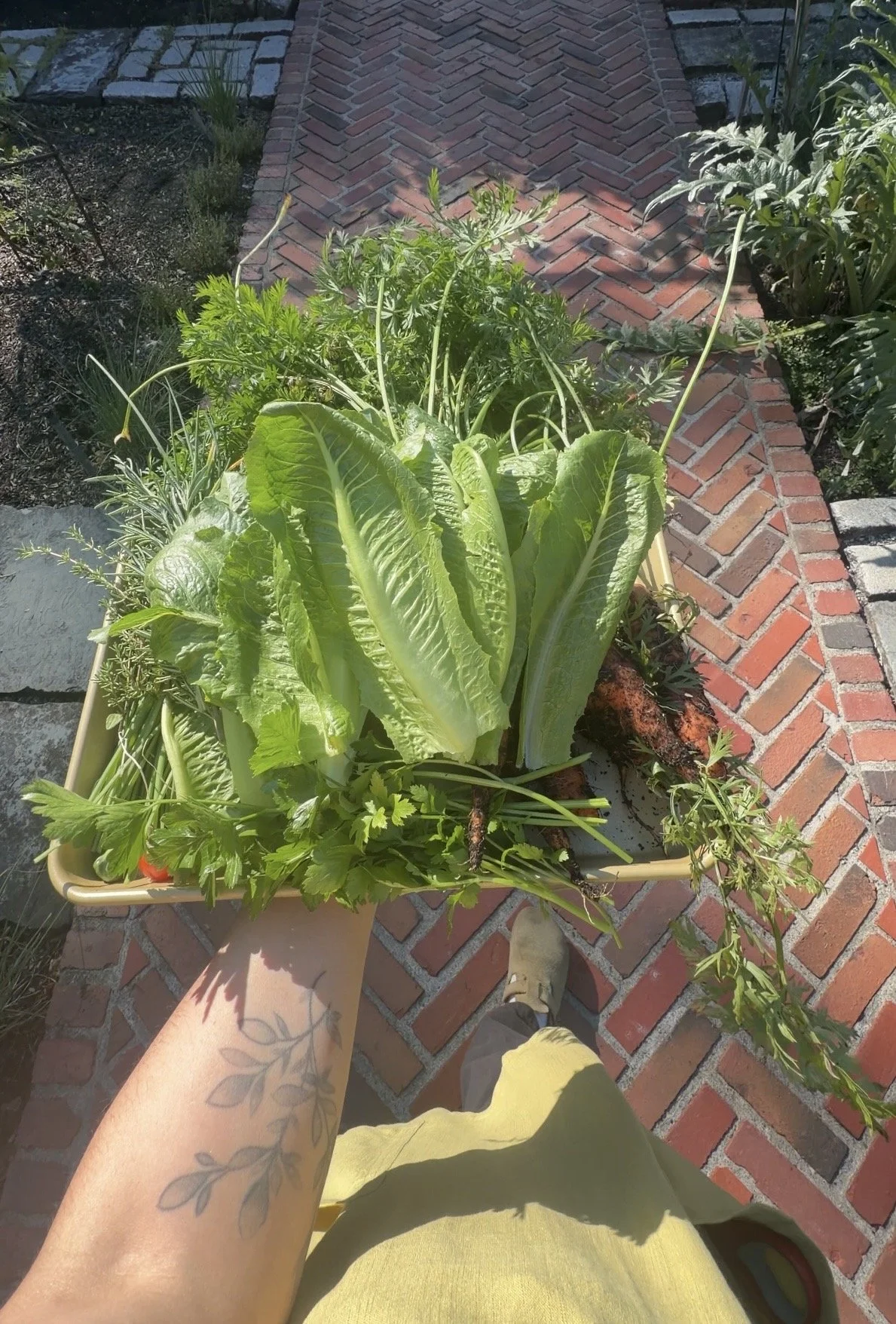Freshly picked garden greens